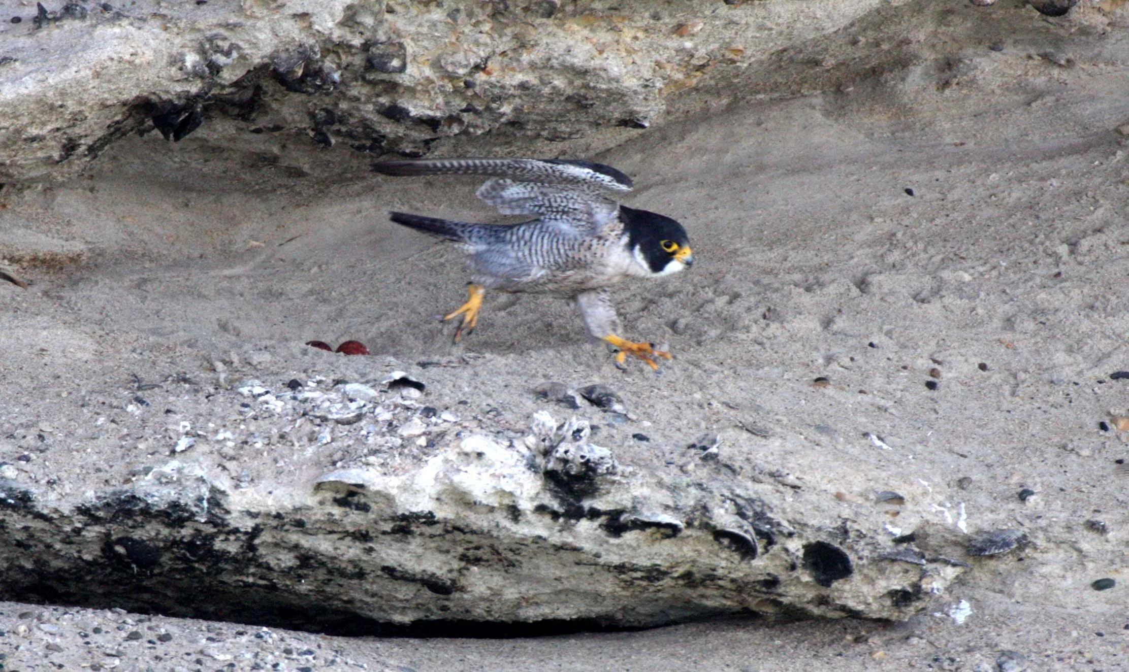 Falco peregrinus anatum - AMERICAN PEREGRINE FALCON - SAN IGNACIO LAGOON BAJA MEXICO (3).JPG