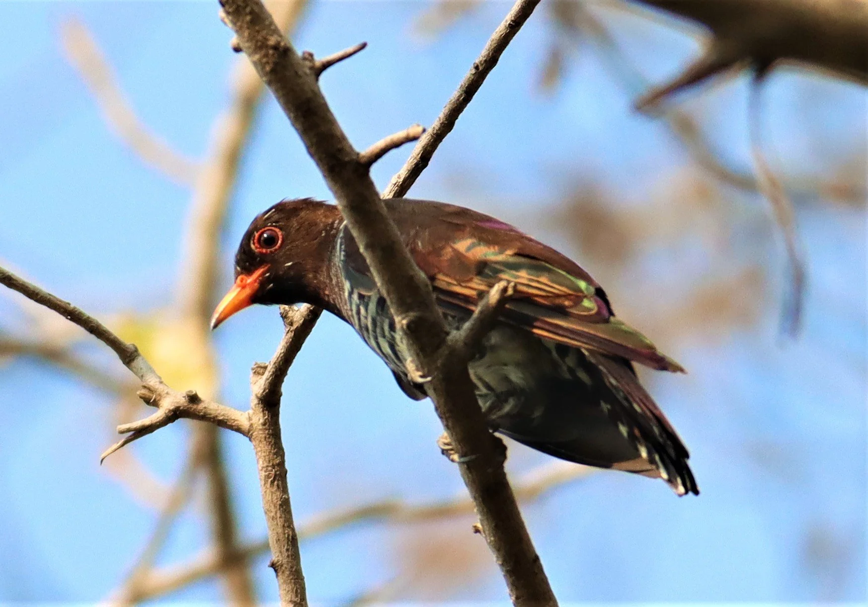 Violet Cuckoo (Chrysococcyx xanthorhynchus) Rama IX Park Bangkok (9).jpg