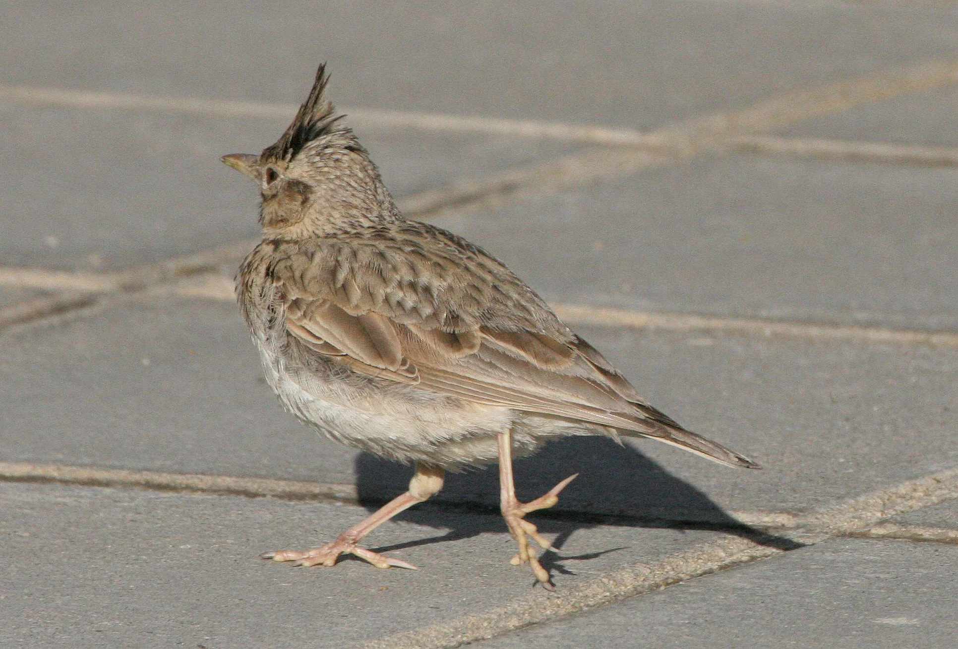 Skylark (Alauda arvensis) Inari Finland (1).jpg