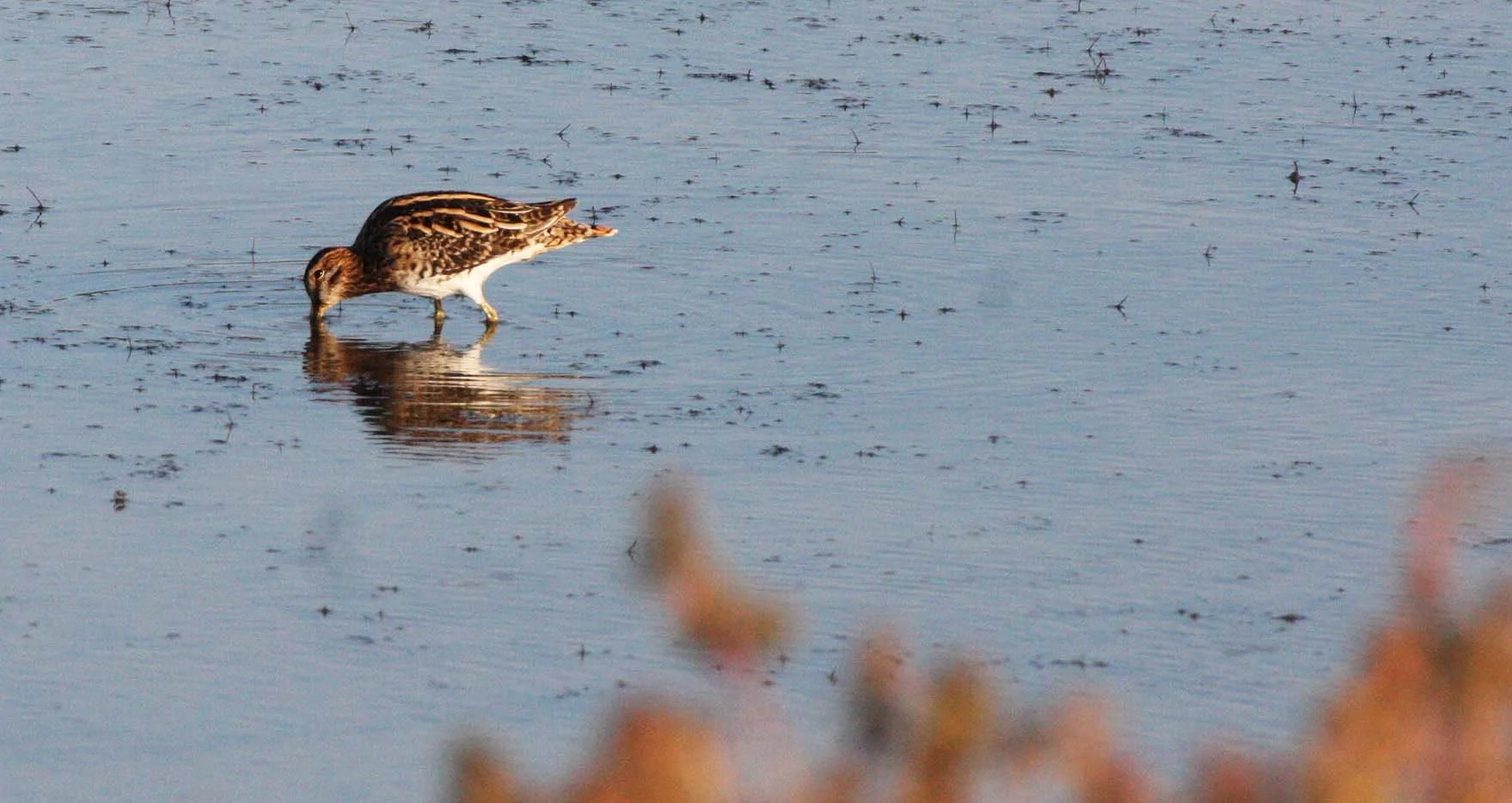 SNIPE - COMMON SNIPE - Gallinago gallinago - KHAO SAM ROI YOT THAILAND (11).JPG