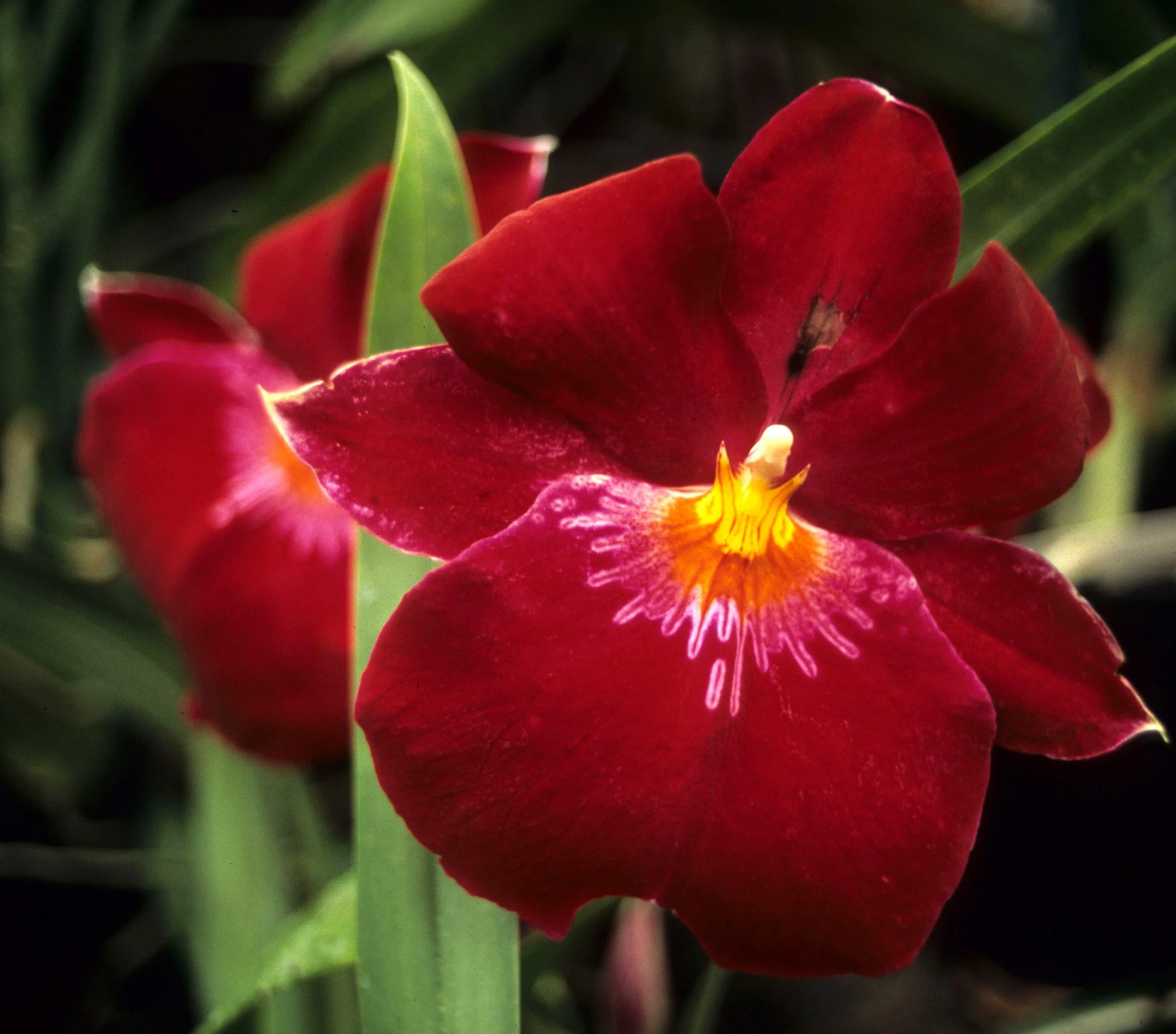 HAWAII - HAWAII - ORCHID - MILTONIA SPECIES (2).jpg