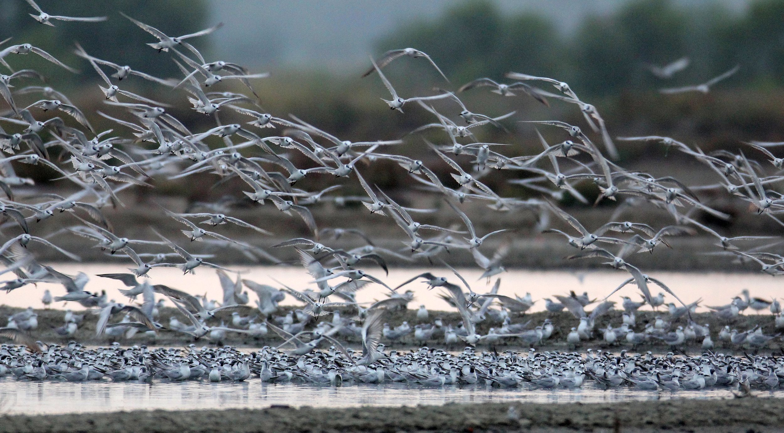 BIRD - TERN SPECIES MIXED FLOCK - WHISKERED AND LITTLE - KOK KHAM MAJACHAI  SALT PONDS - THAILAND (26).JPG