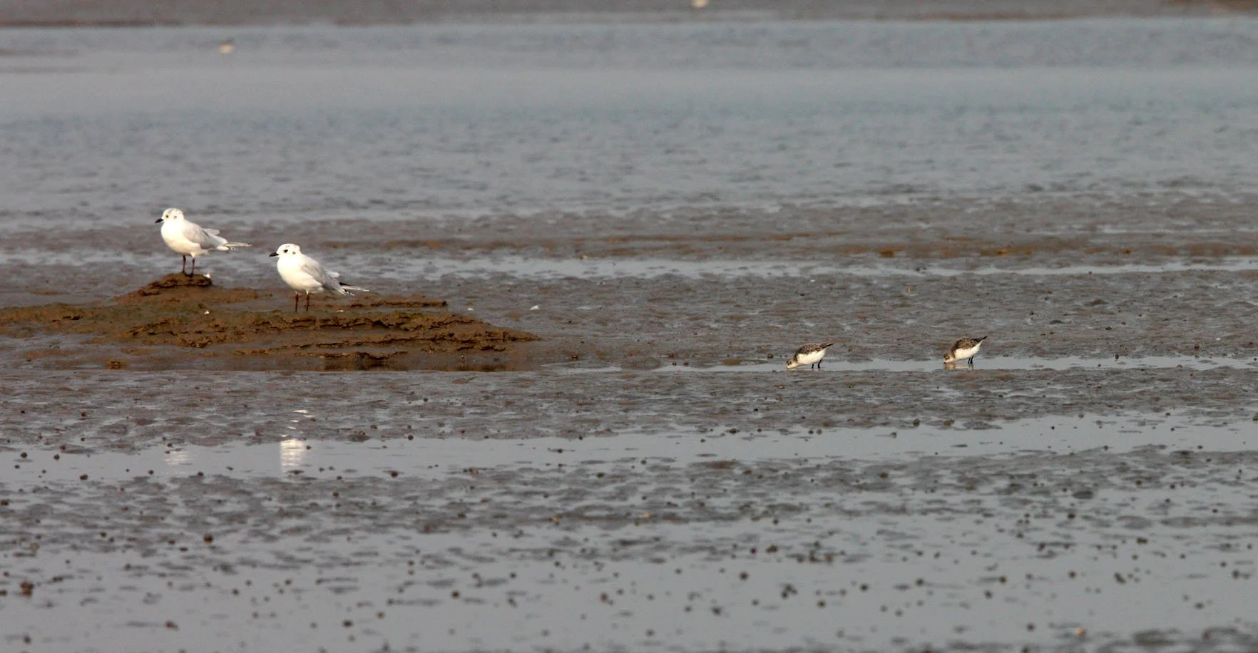 BIRD - SANDPIPER - SPOON-BILLED SANDPIPER - WITH SAUNDERS'S GULL - NANKOU, RUDONG, CHINA (16).JPG