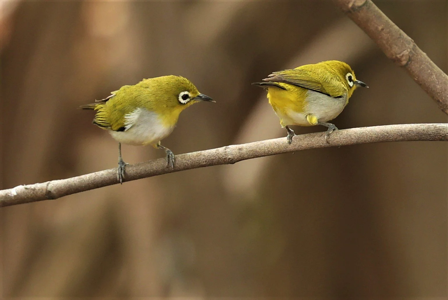 Swinhoe's White-eye (Zosterops simplex) Bang Pu Recreational Park & Mangrove Forest (139).jpg
