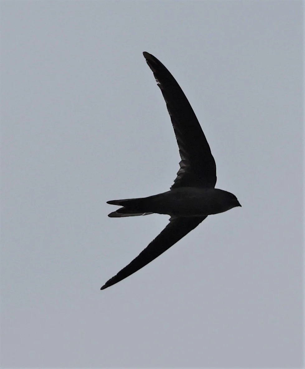 Asian Palm Swift (Cypsiurus balasiensis) Patthalung Thailand (1).jpg