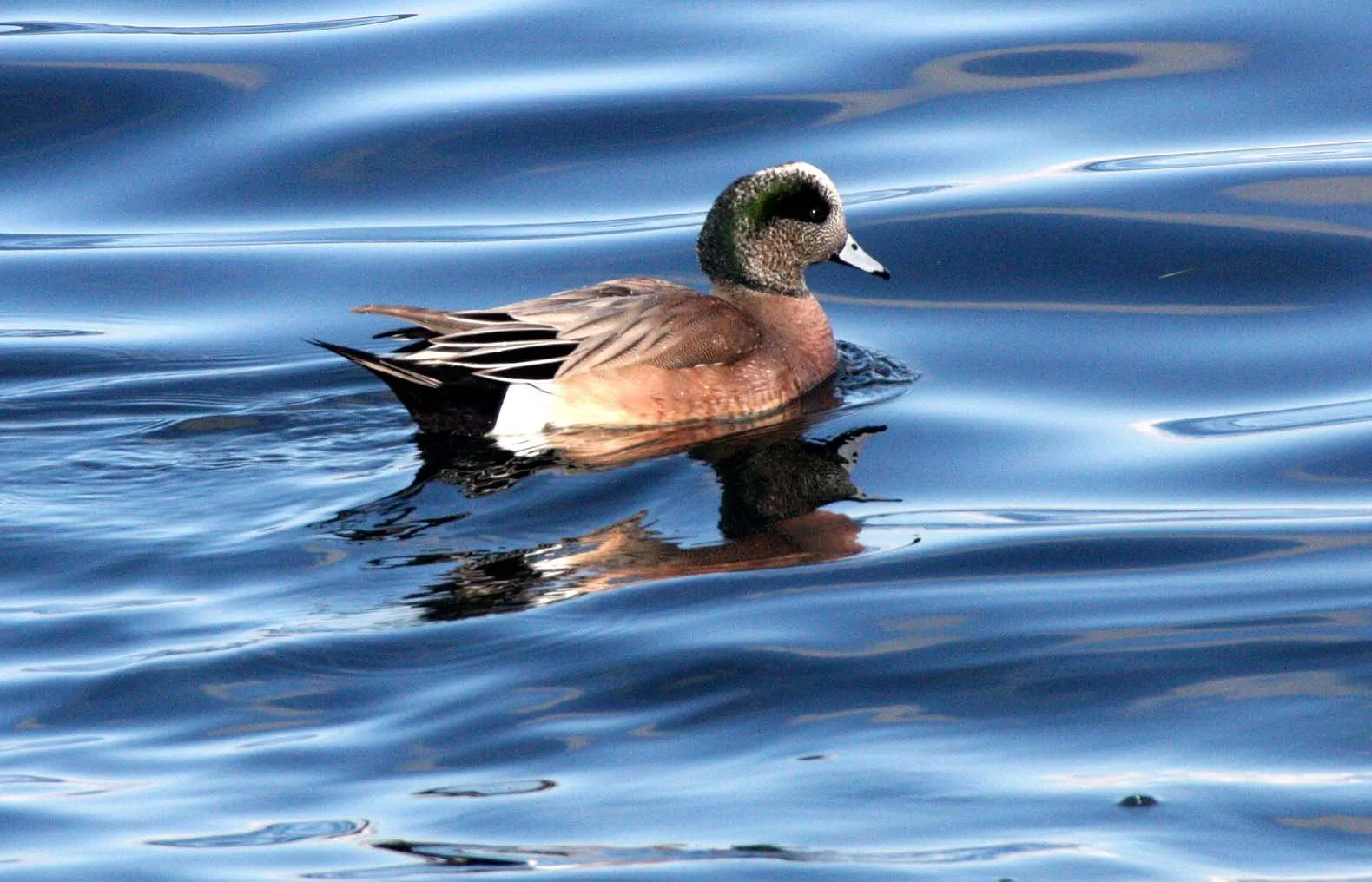 WIGEON - AMERICAN WIGEON - Mareca americana - PORT ANGELES HARBOR WASHINGTON (20).JPG