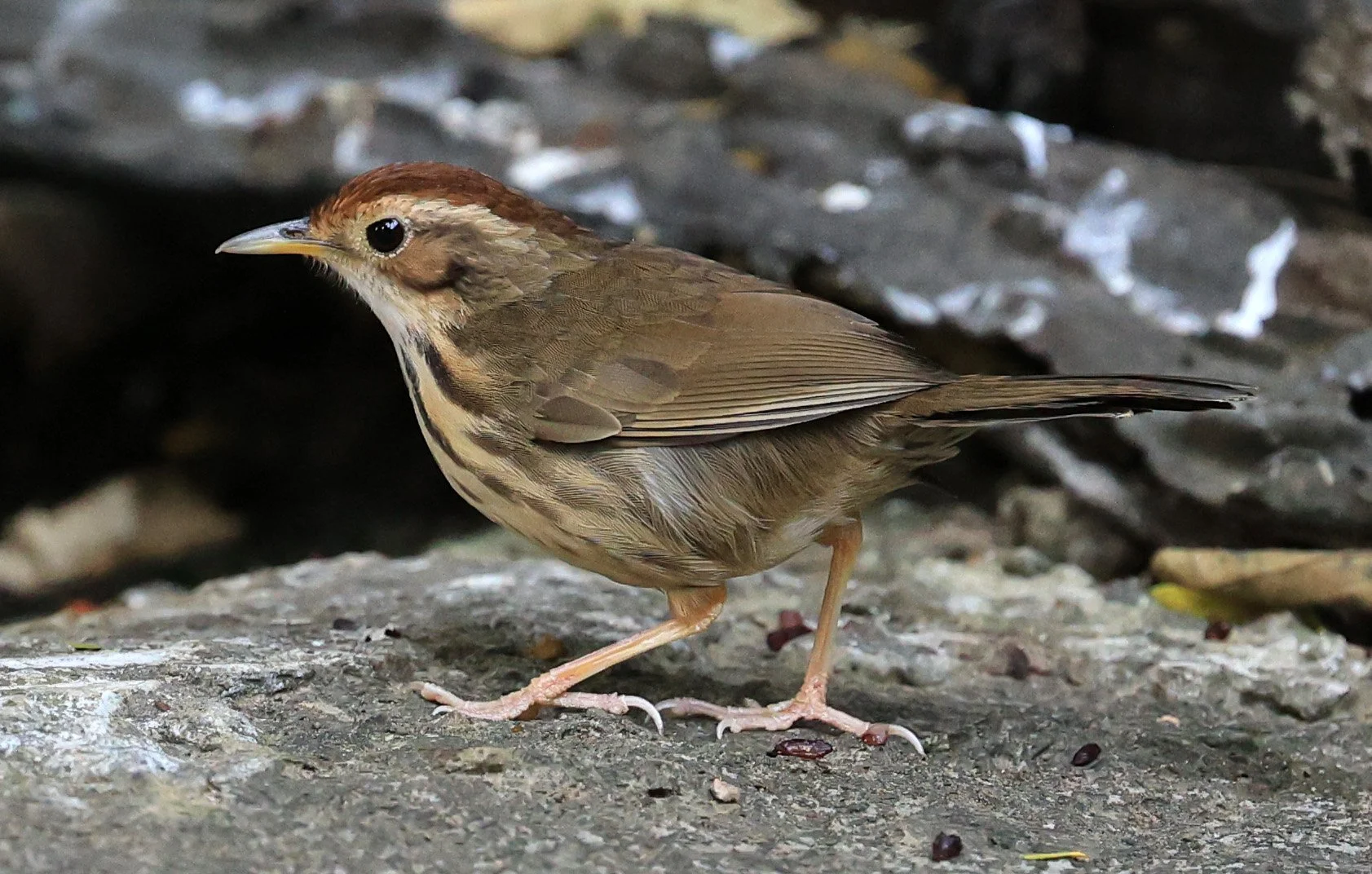 Puff-throated Babbler (Pellorneum ruficeps) Kaeng Krachan National Park ESS Expedition 2026 (7).jpg