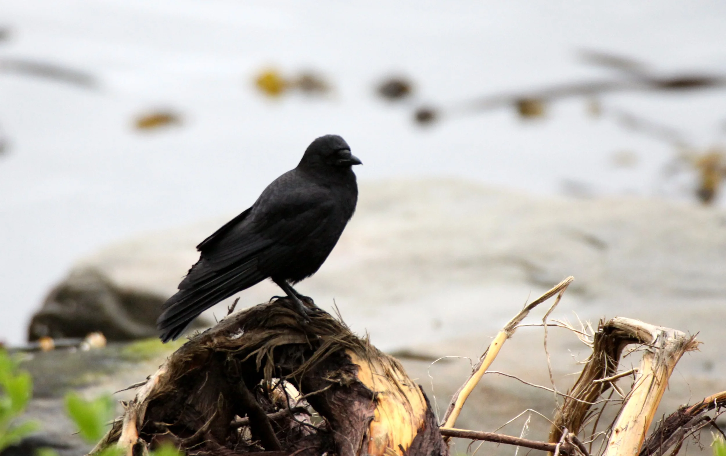 BIRD - CROW - AMERICAN CROW - KNIGHT'S INLET BRITISH COLUMBIA (3).JPG