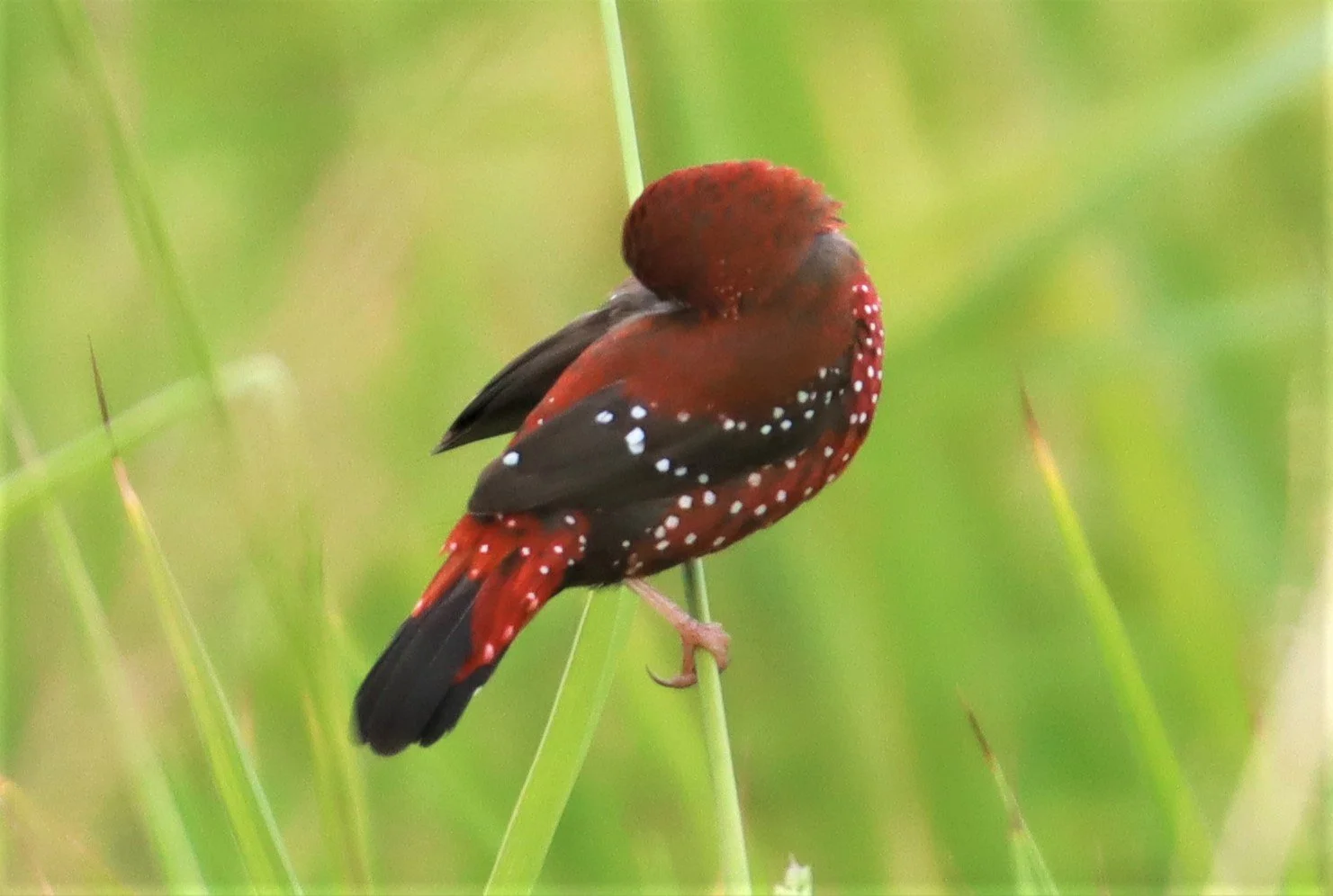 RED AVADAVAT - Amandava amandava - LAD KRABANG  THAP YAO RICE FIELDS AUGUST 14 2021 (70).jpg