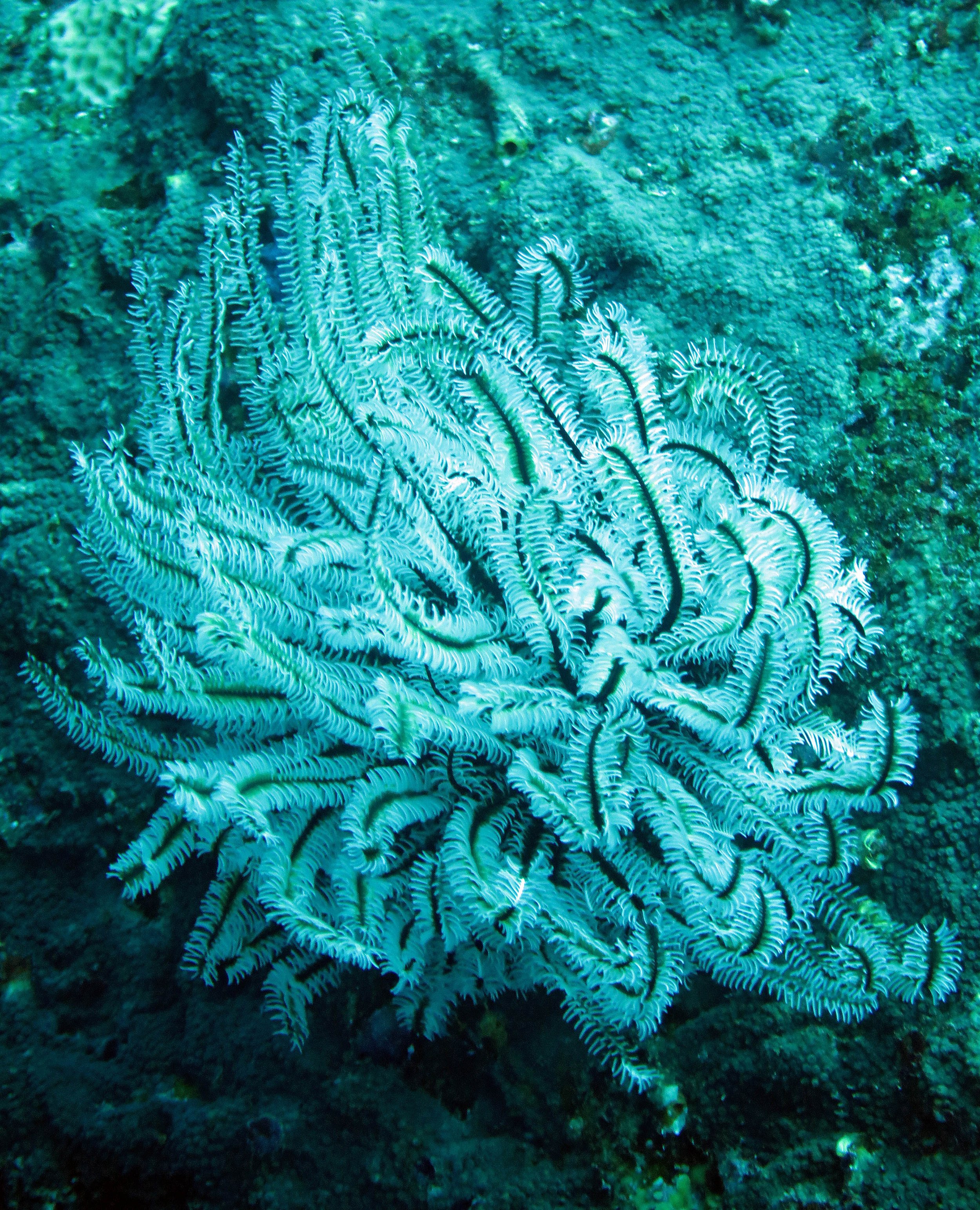 2014 Similan Islands Marine Park Thailand ISB Dive Trip (42).JPG