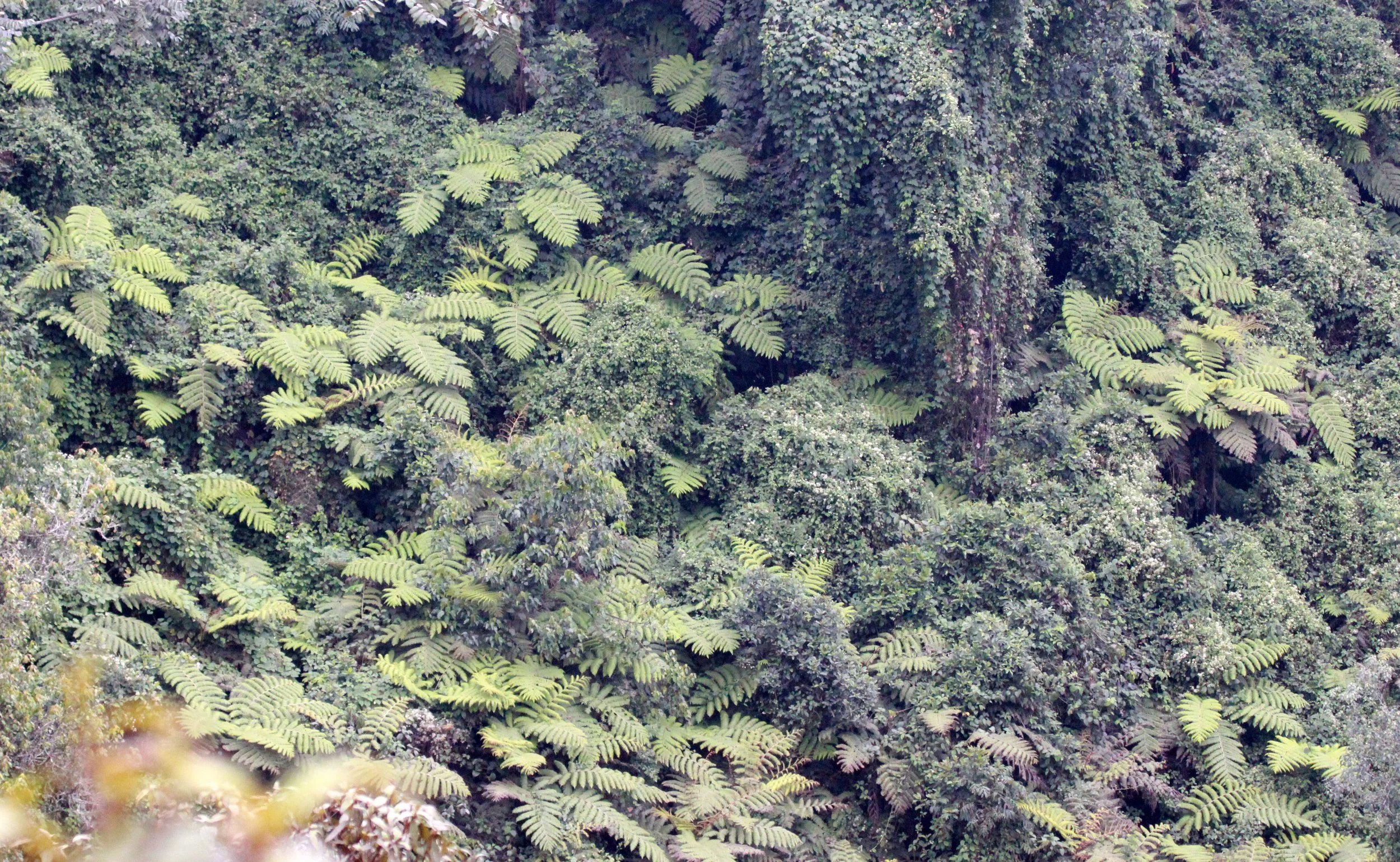 NYUNGWE NATIONAL PARK RWANDA (559).JPG