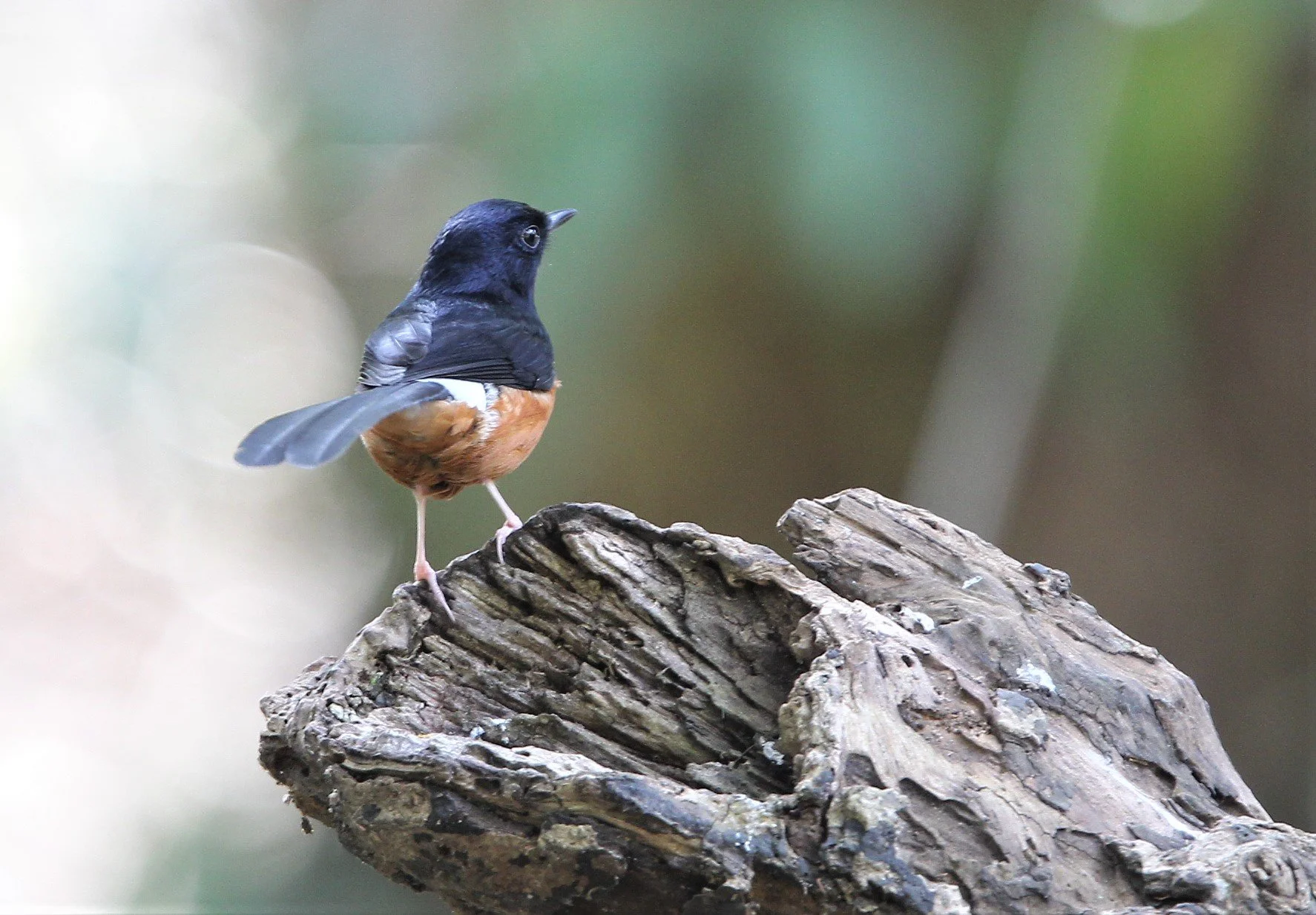 SHAMA - WHITE-RUMPED SHAMA - Copsychus malabaricus - KHAO YAI NP  (3).jpg