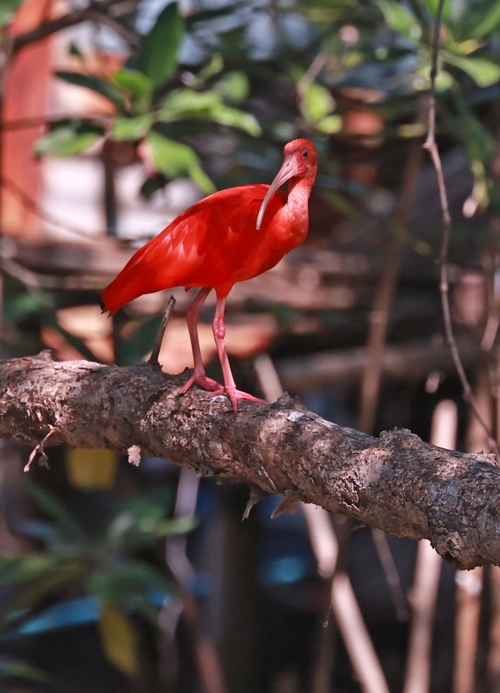 Ibis - Scarlet Ibis - Eudocimus ruber - 29 Songkaow Cafe, Chachoengsao Thailand (149).jpg