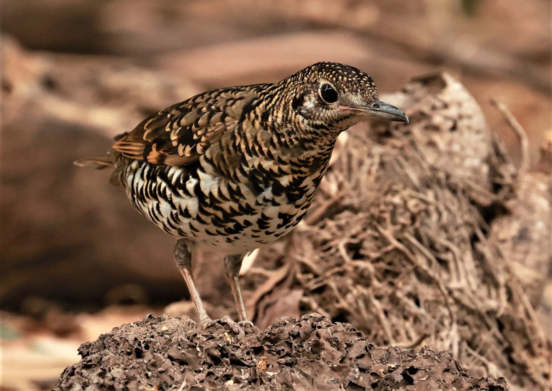 White's Thrush (Zoothera aurea) Putthamonthon Park Nakhon Pathom Thailand (40).jpg