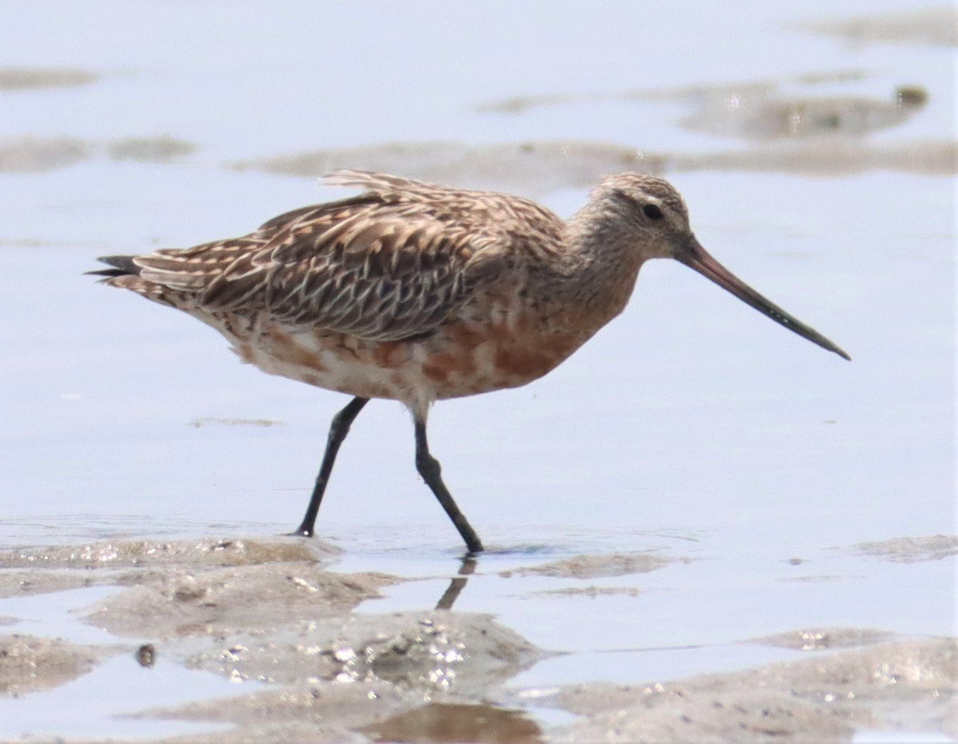 GODWIT - BAR-TAILED GODWIT - Limosa lapponica - KING'S GREEN CAVIAR PROJECT PETBURI  (27).jpg
