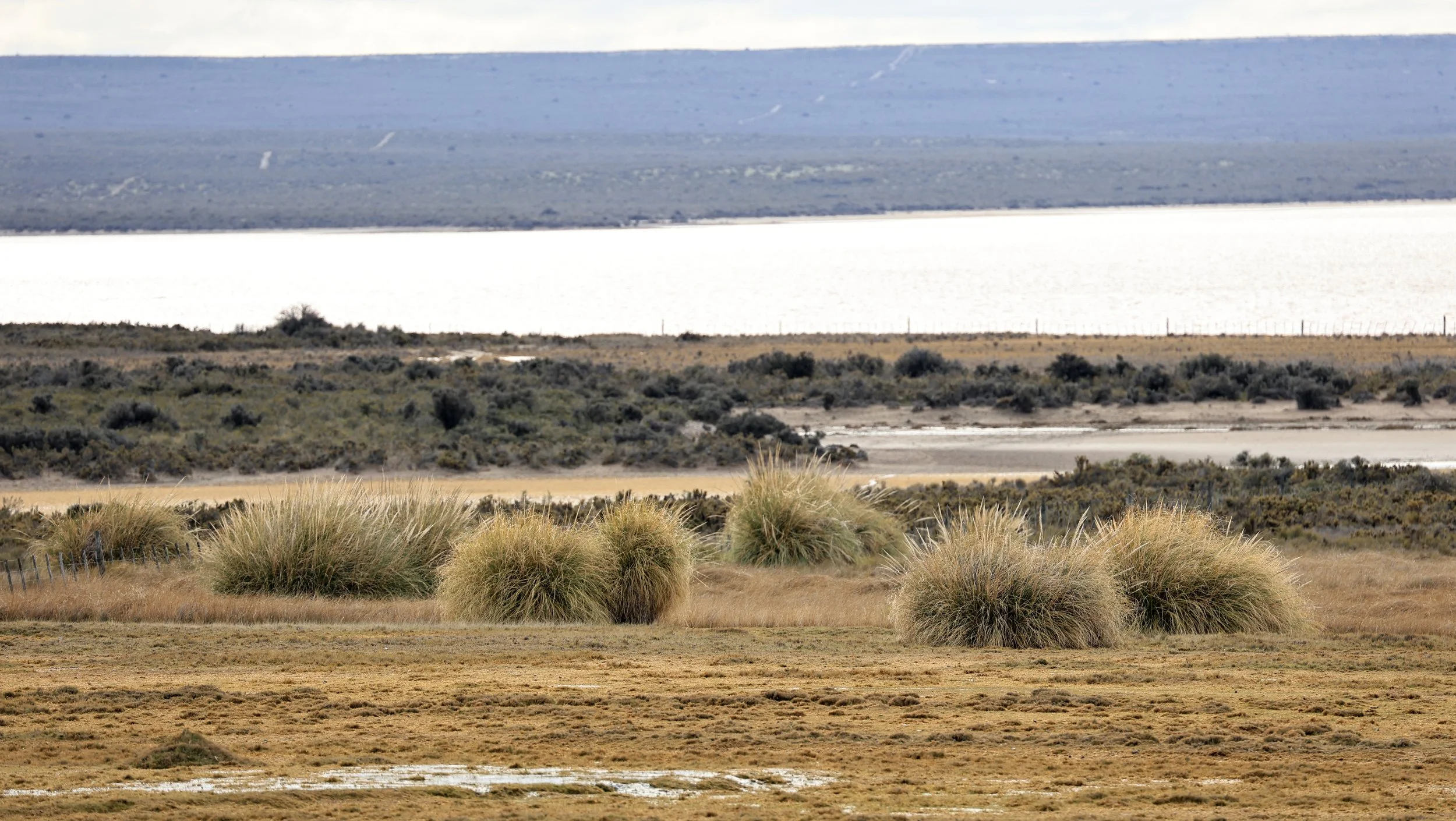 Valdes Peninsula, Chubut Province, Argentina Day 2 (610).jpg