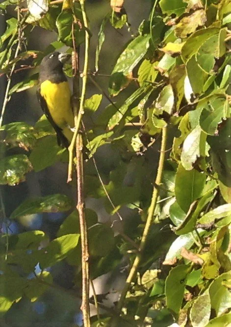 Spot-winged Grosbeak (Mycerobas melanozanthos) Fang Hotsprings Chiang Mai Thailand (27).jpg