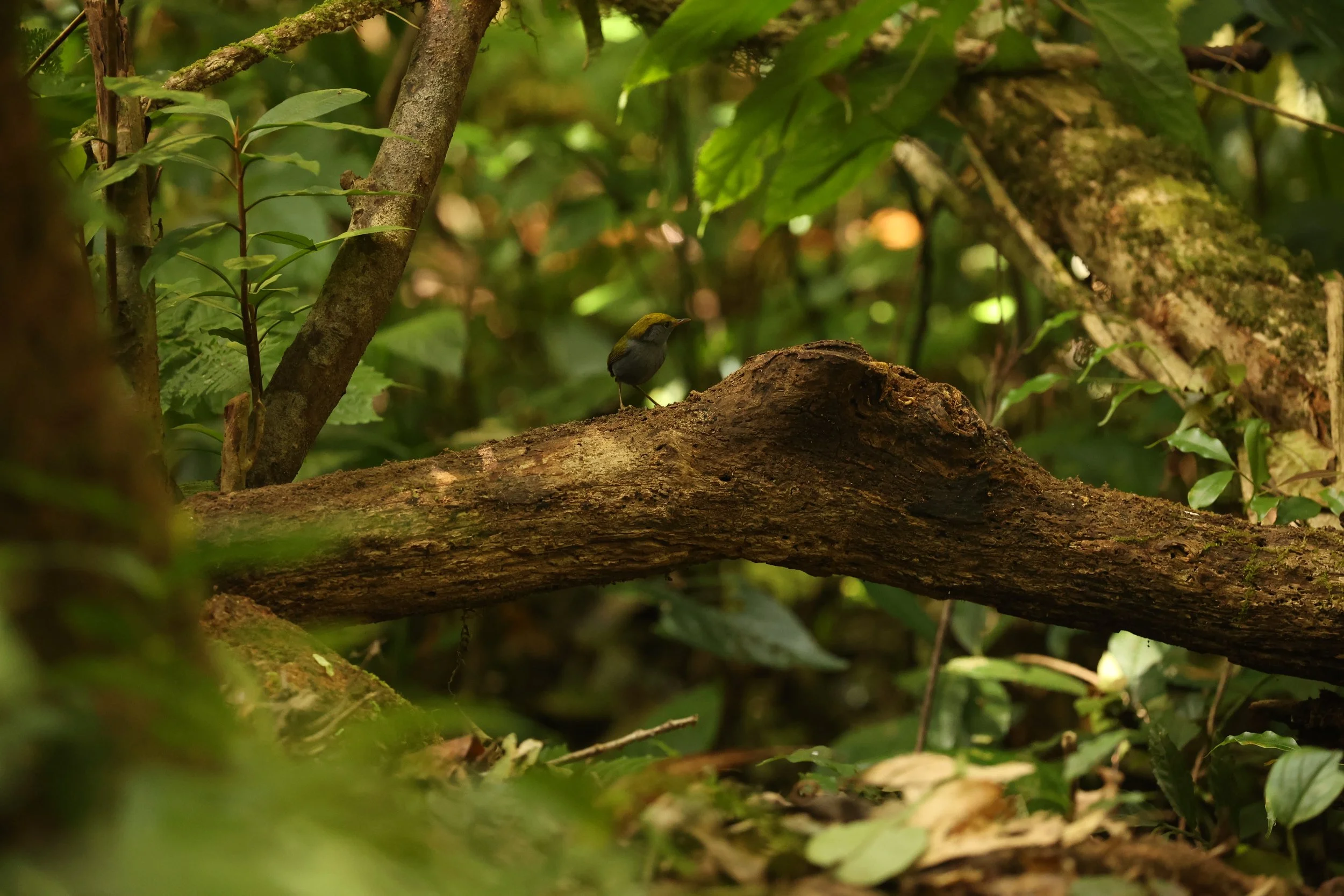 TESIA - SLATY-BELLIED TESIA - Tesia olivea - DOI LANG EAST DOI PHA HOM POK NP, DECEMBER 2021 (11).JPG