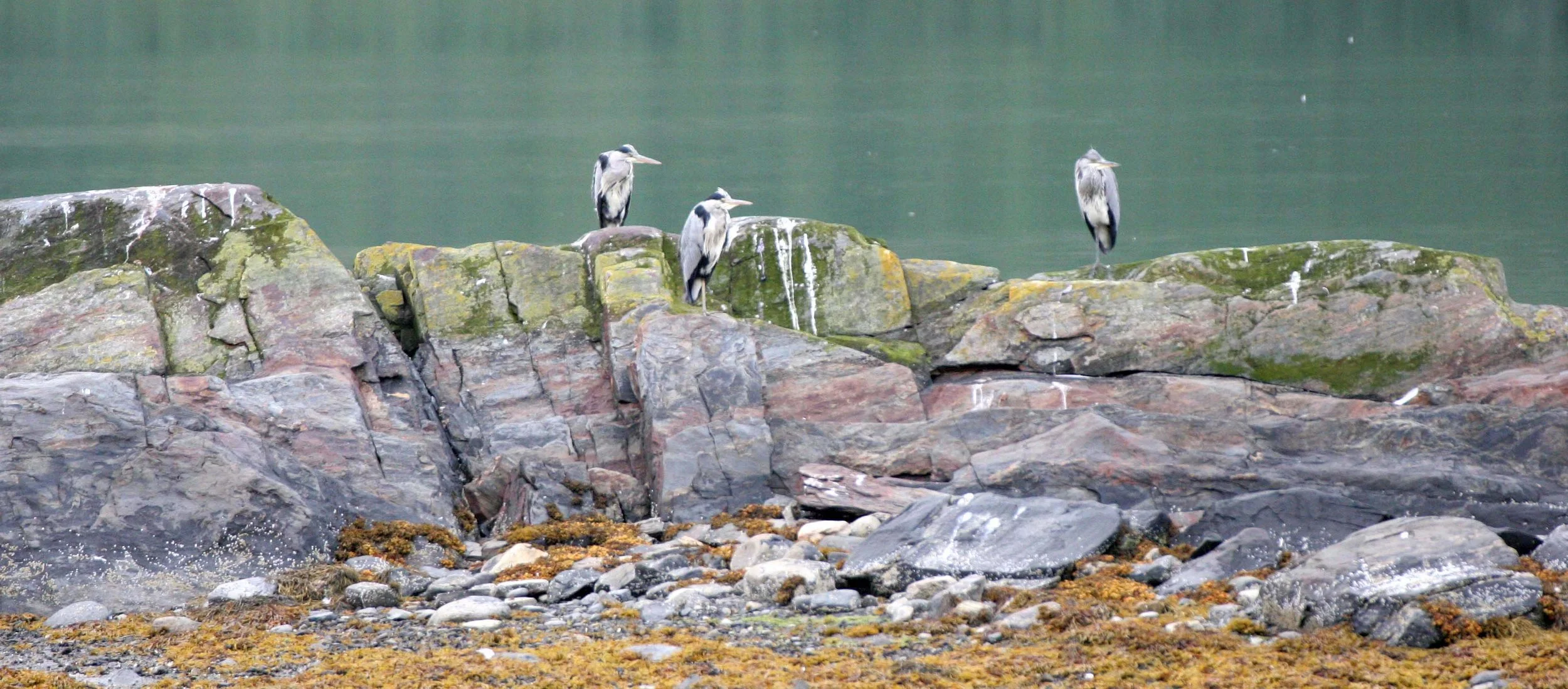 Grey Heron