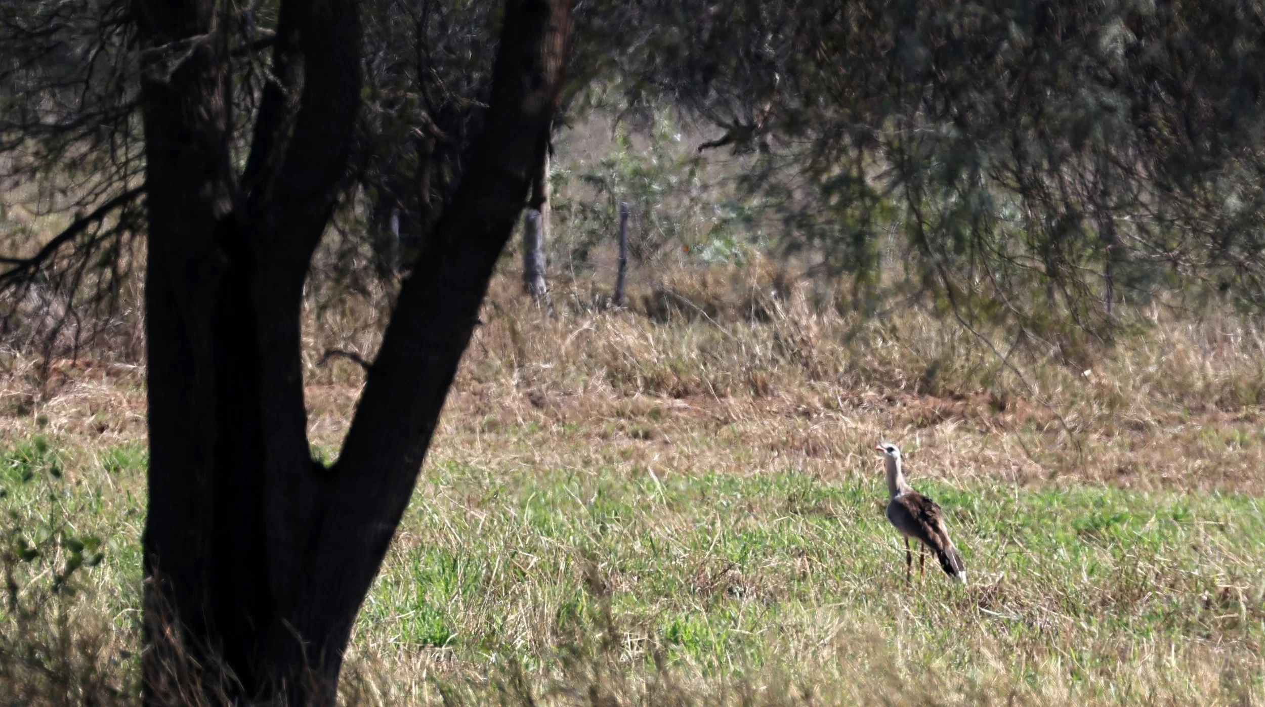 Red-legged Seriema (Cariama cristata) Hotel Campestre Iparoma Paraguay.jpg