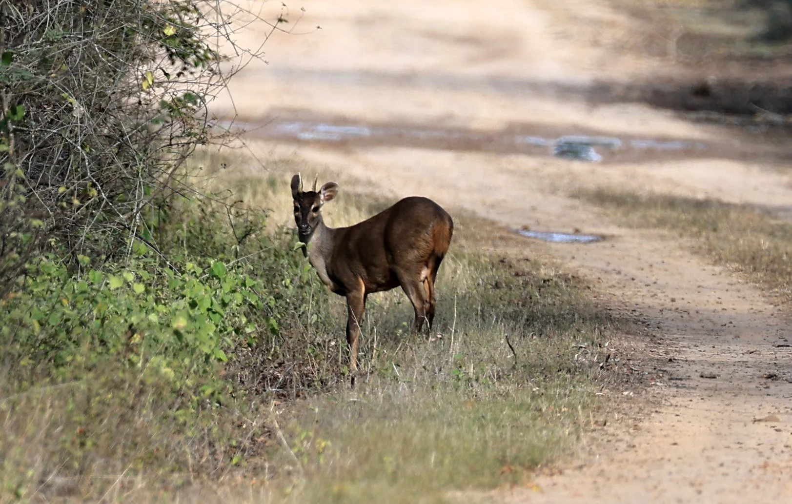 Southern Brown Brocket (Subulo gouazoubira) Selva Serena Natural Reserve (8).jpg
