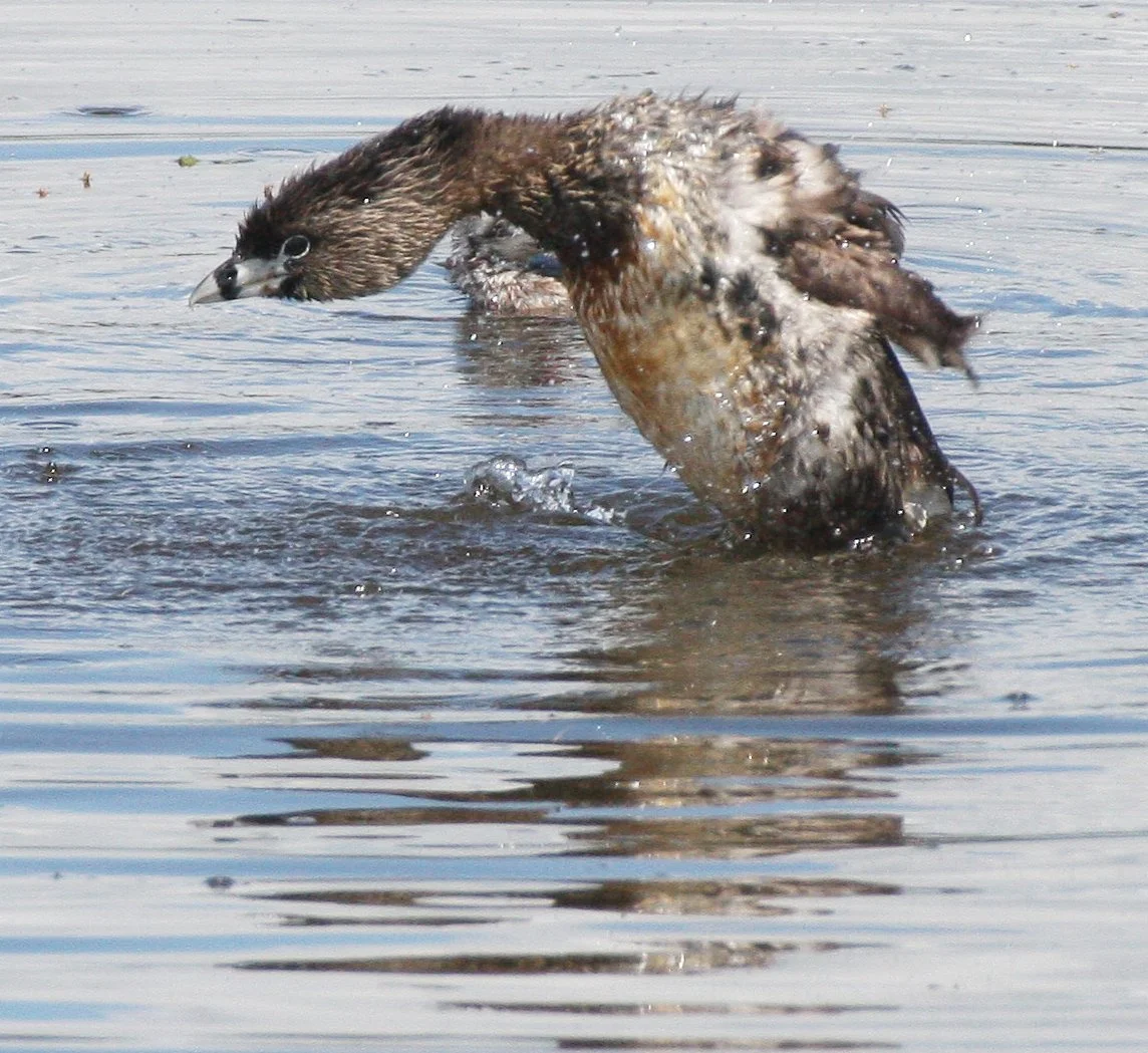 Pied-billed Grebe (Podilymbus podiceps) Ridgefield NWR Washington (64).jpg