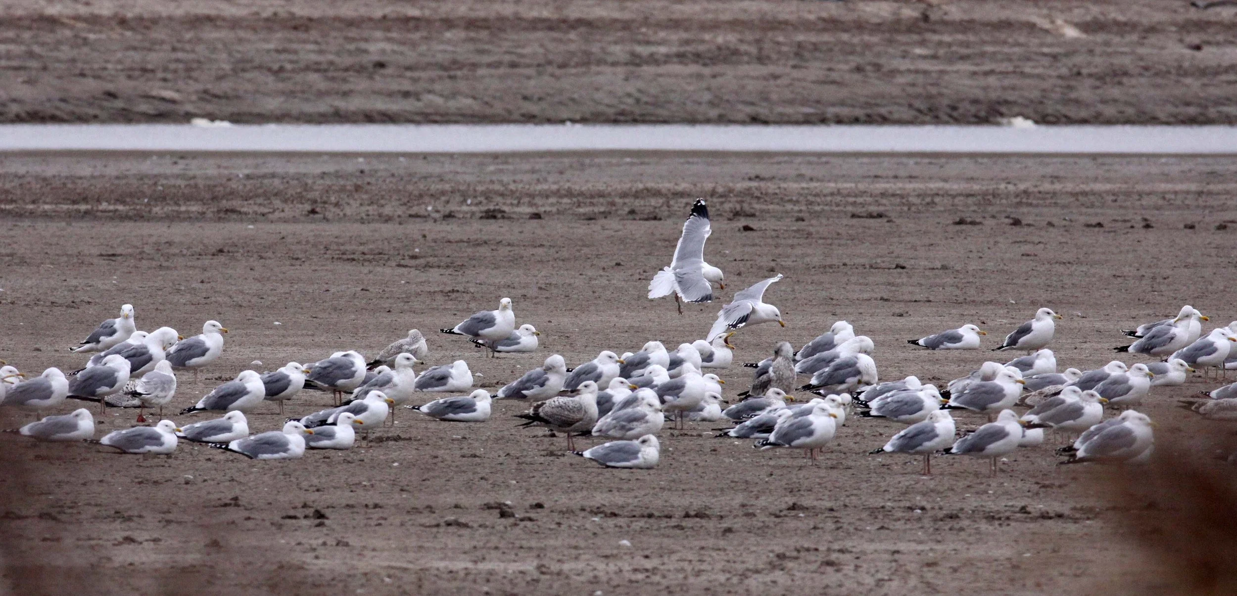 BIRD - GULL - MONGOLIAN GULL- YANCHENG CHINA (9).JPG