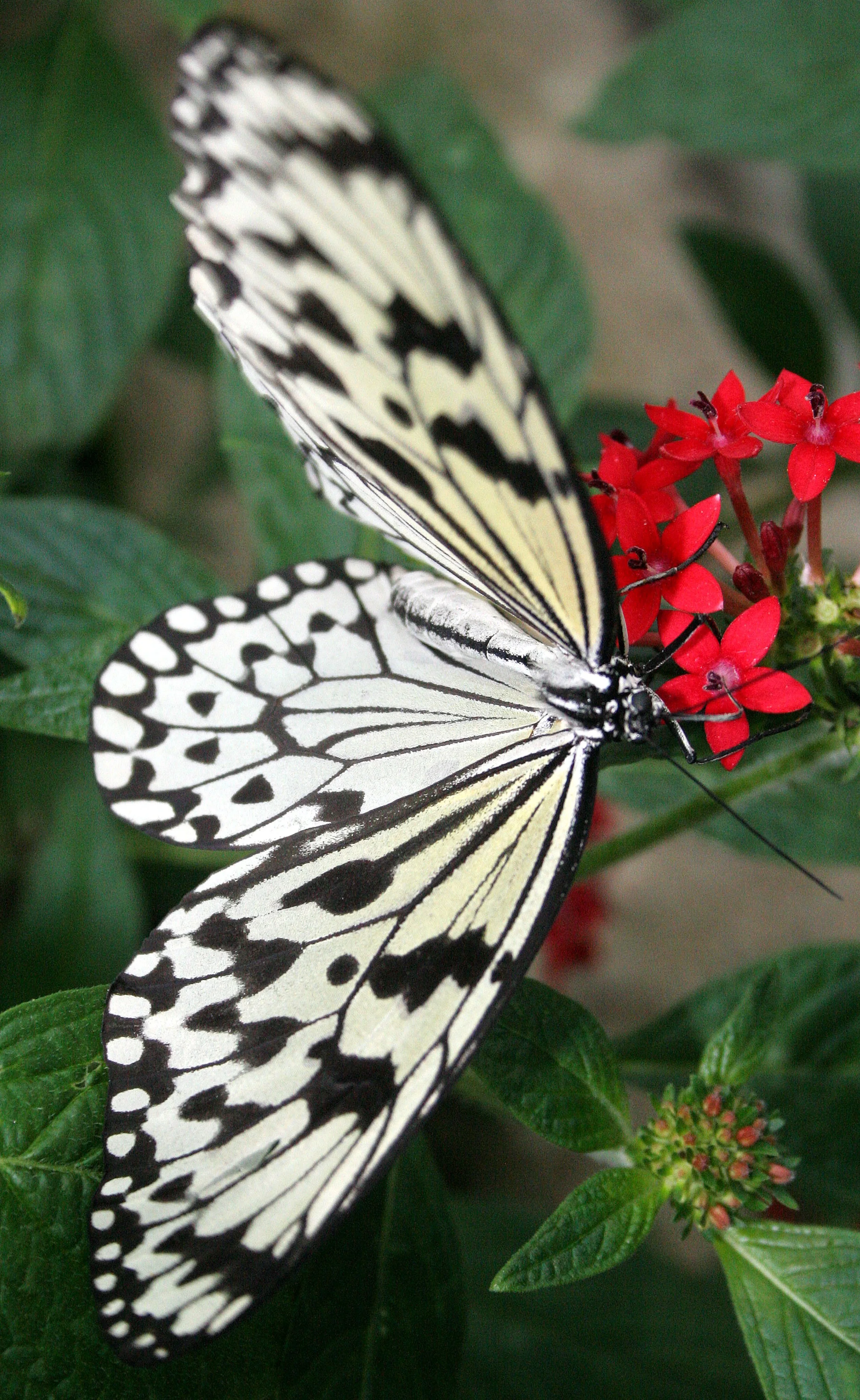 2008-3-31 CHICAGO SPRING TRIP - PEGGY BARTEAON NATURE MUSEUM (17).JPG