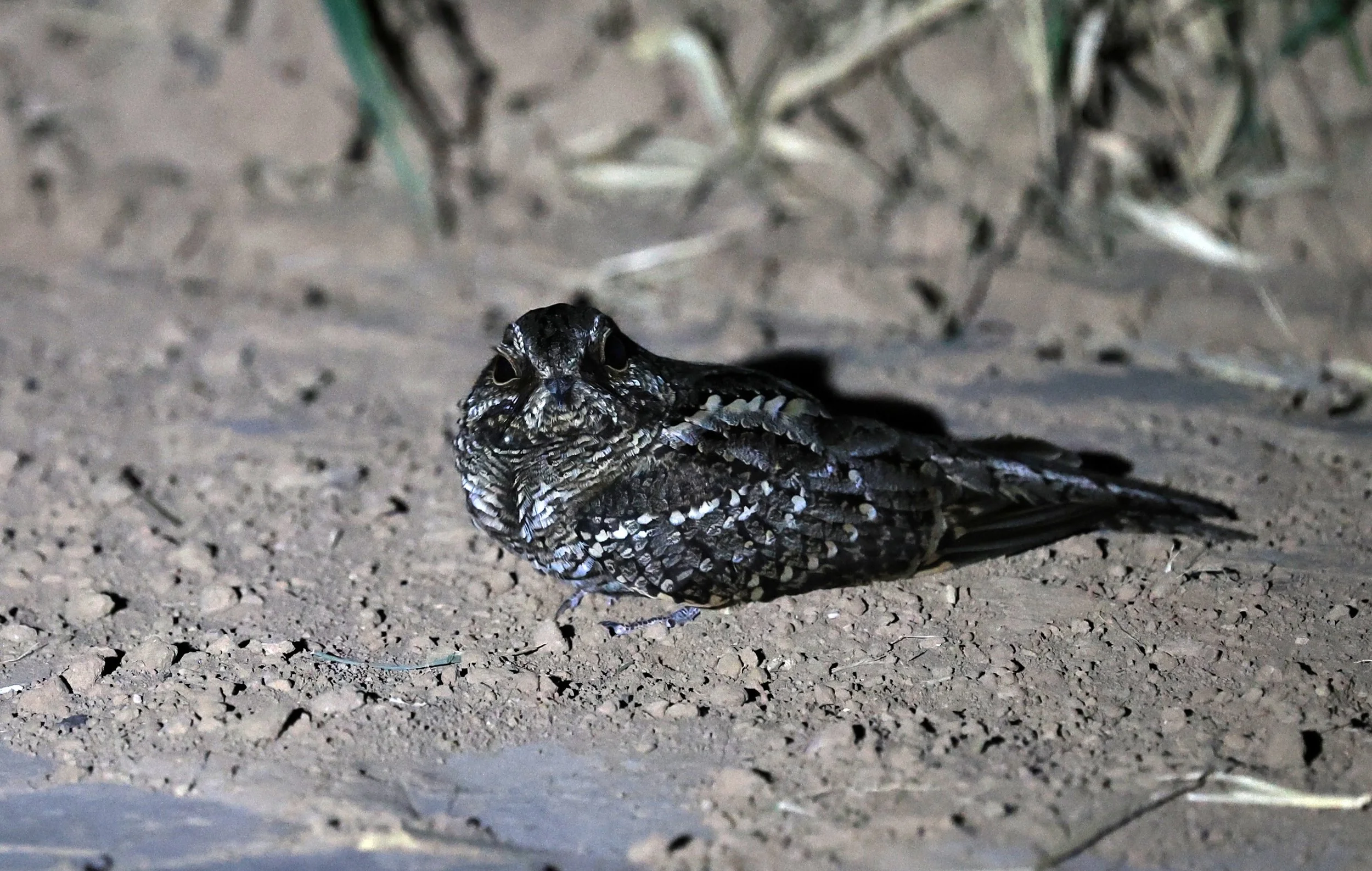 Scissor-tailed Nightjar (Hydropsalis torquata) female - Fortin Toledo Paraguay (8).jpg