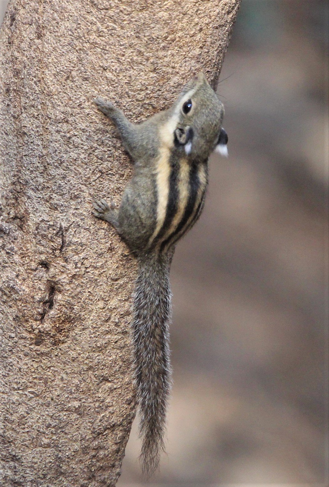 Tamiops mcclellandii - WESTERN STIPED SQUIRREL - LUNG SIN HIDE, KAENG KRACHAN (14).jpg