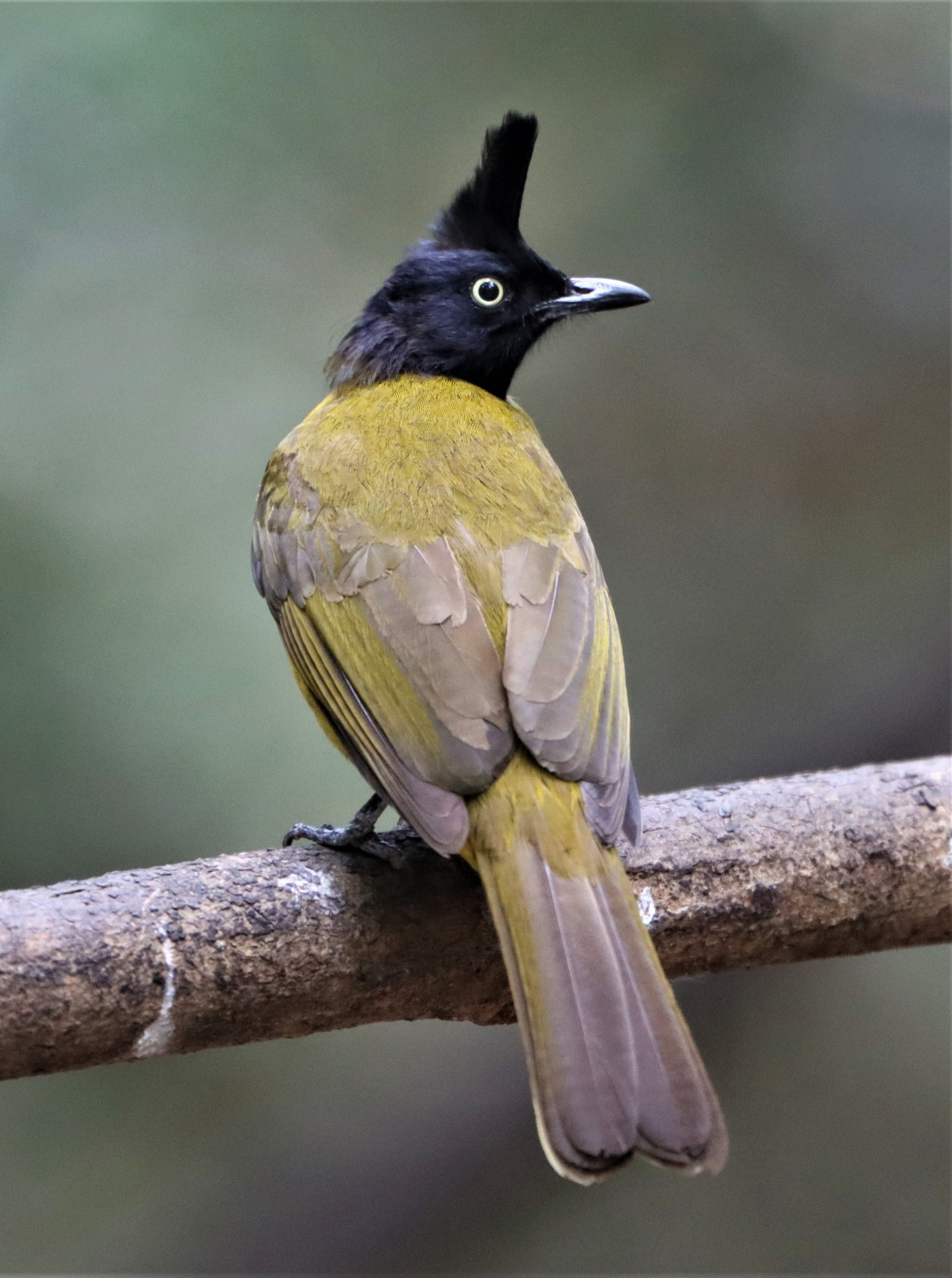 Black-crested Bulbul (Pycnonotus melanicterus)