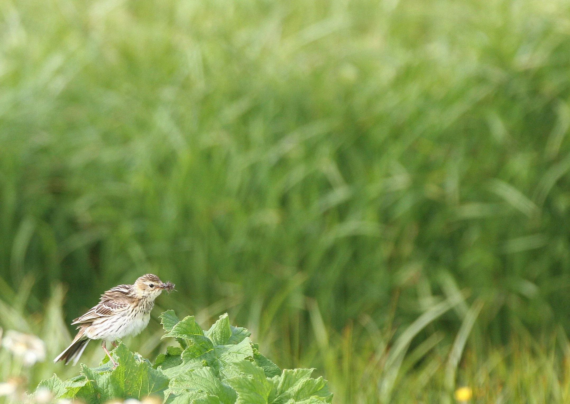 Red-throated Pipit (Anthus cervinus) COMMANDER ISLANDS Russia (4).jpg