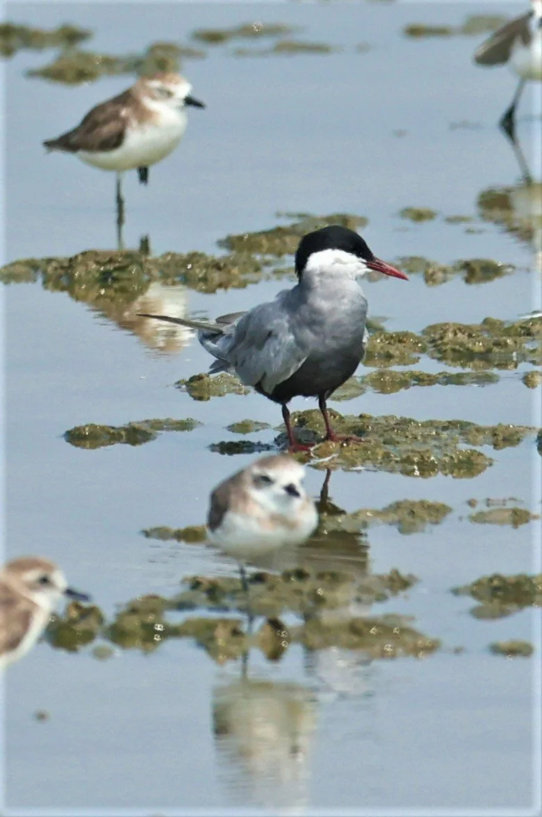 TERN - WHITE-WINGED (BLACK) TERN - Chlidonias leucopterus - PAK THALE SALT PONDS MARCH 2022 (4).jpg