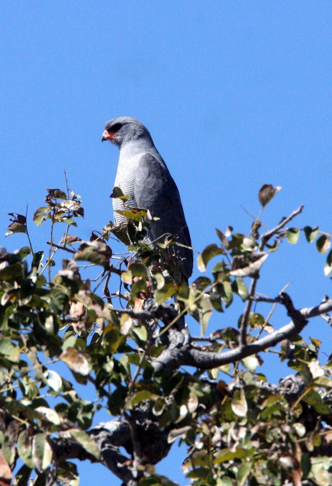 Melierax canorus - SOUTHERN PALE CHANTING GOSHAWK - CHOBE NATIONAL PARK BOTSWANA (1).JPG