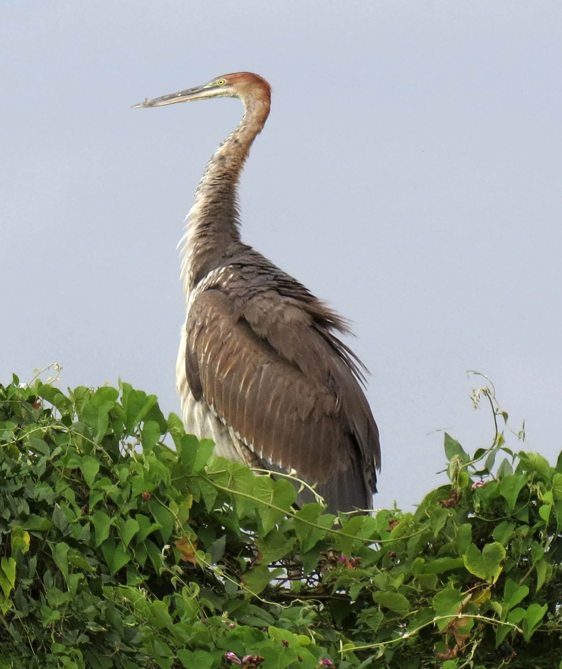 HERON - GOLIATH HERON - Ardea goliath - NECH SAR NATIONAL PARK ETHIOPIA (6).JPG