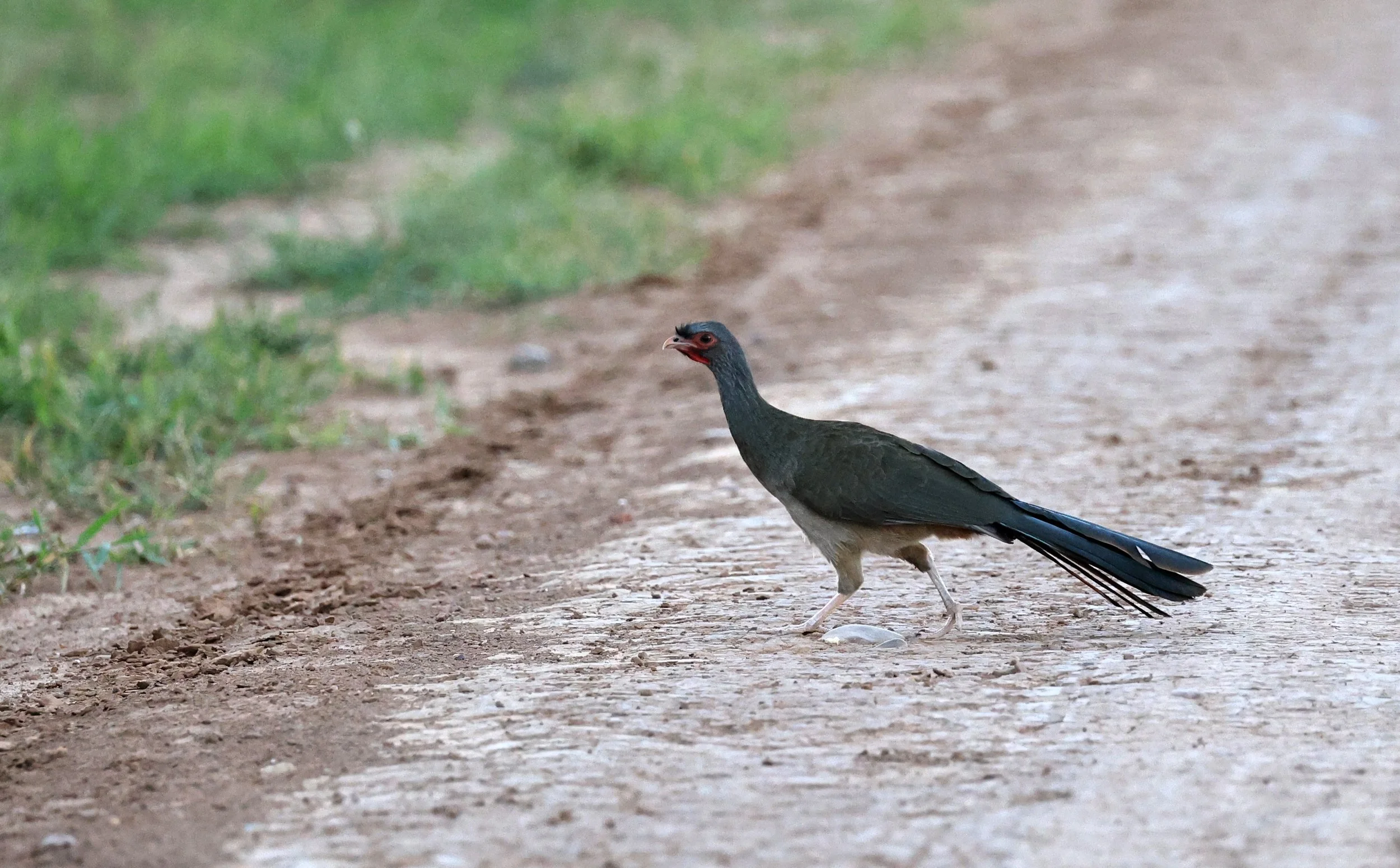 Chaco chachalaca (Ortalis canicollis) Agua Dulce Paraguay (9).jpg