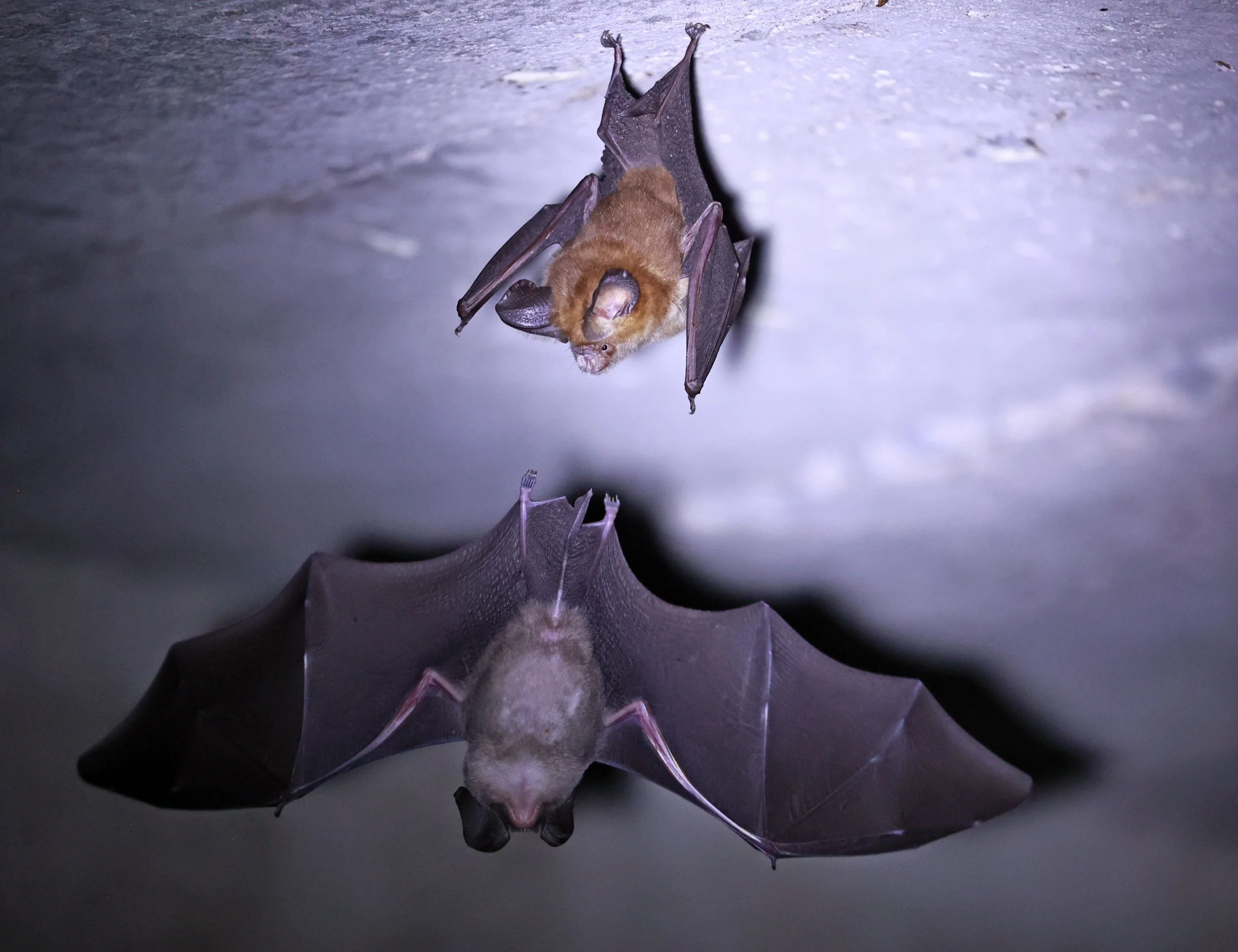 Hipposideros gentilis 