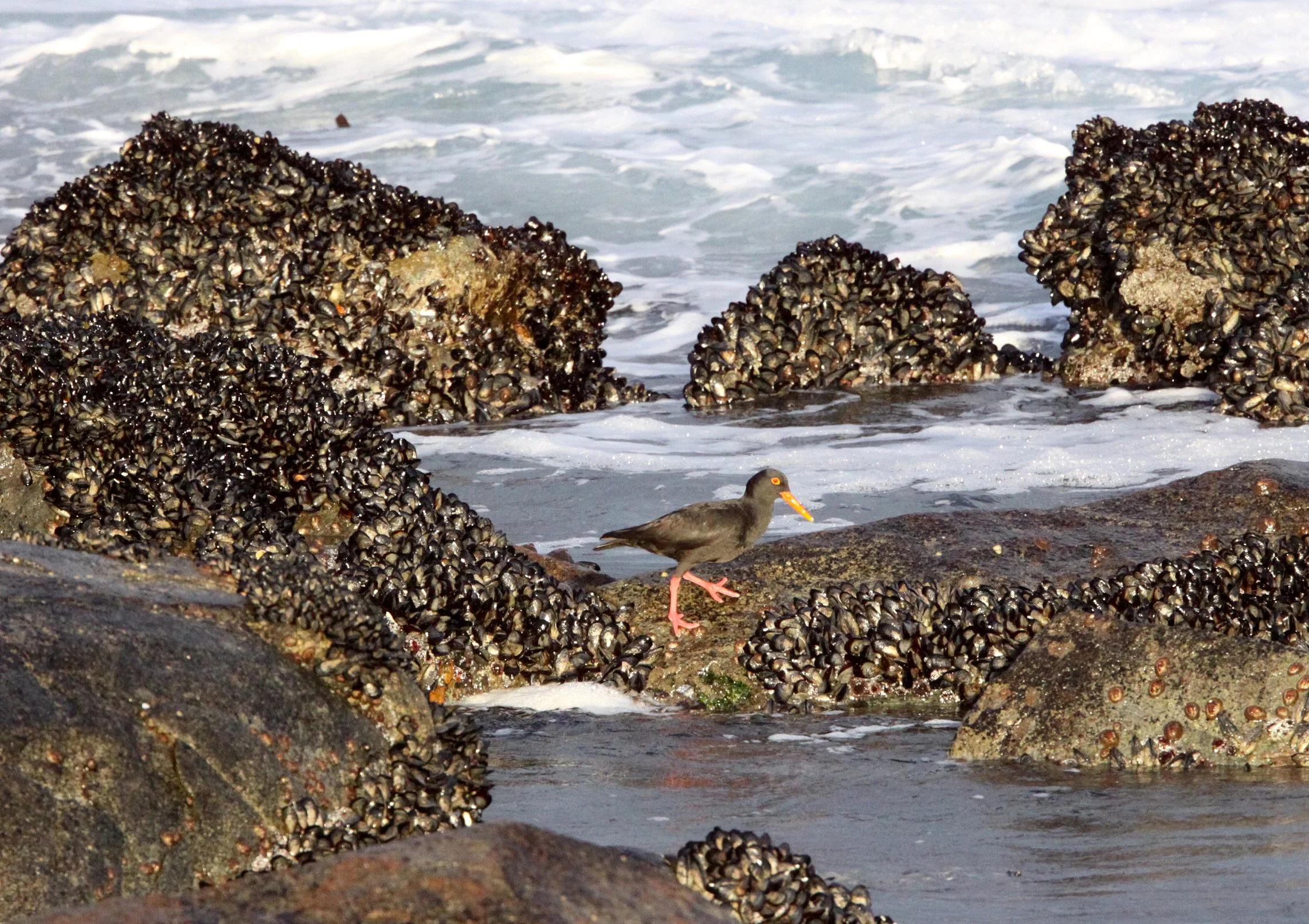 African Black Oystercatcher (Haematopus moquini) West Coast NP South Africa (5).JPG