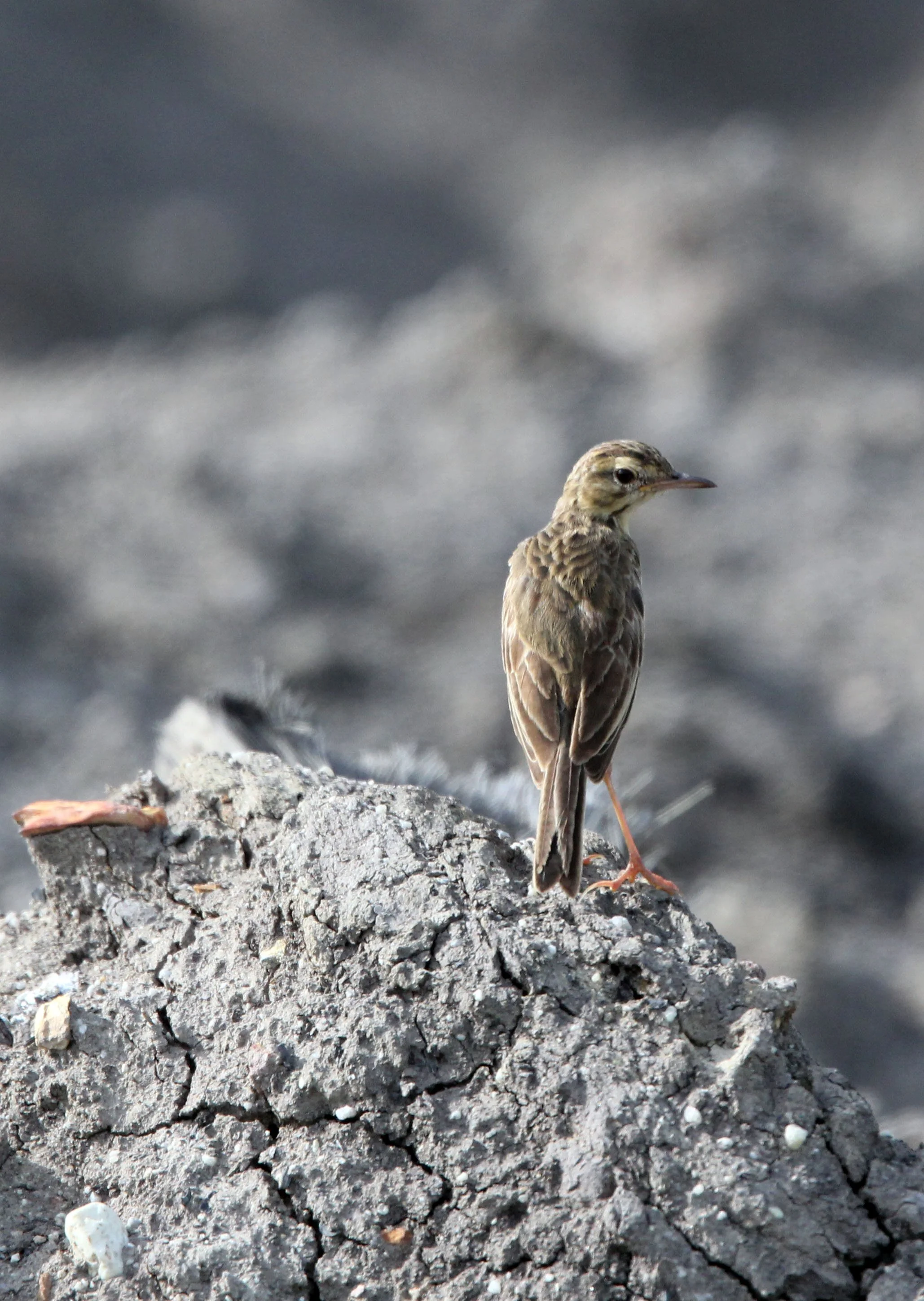 Paddyfield Pipit (Anthus rufulus) NAKHON SI THAMMARAT Thailand (6).JPG