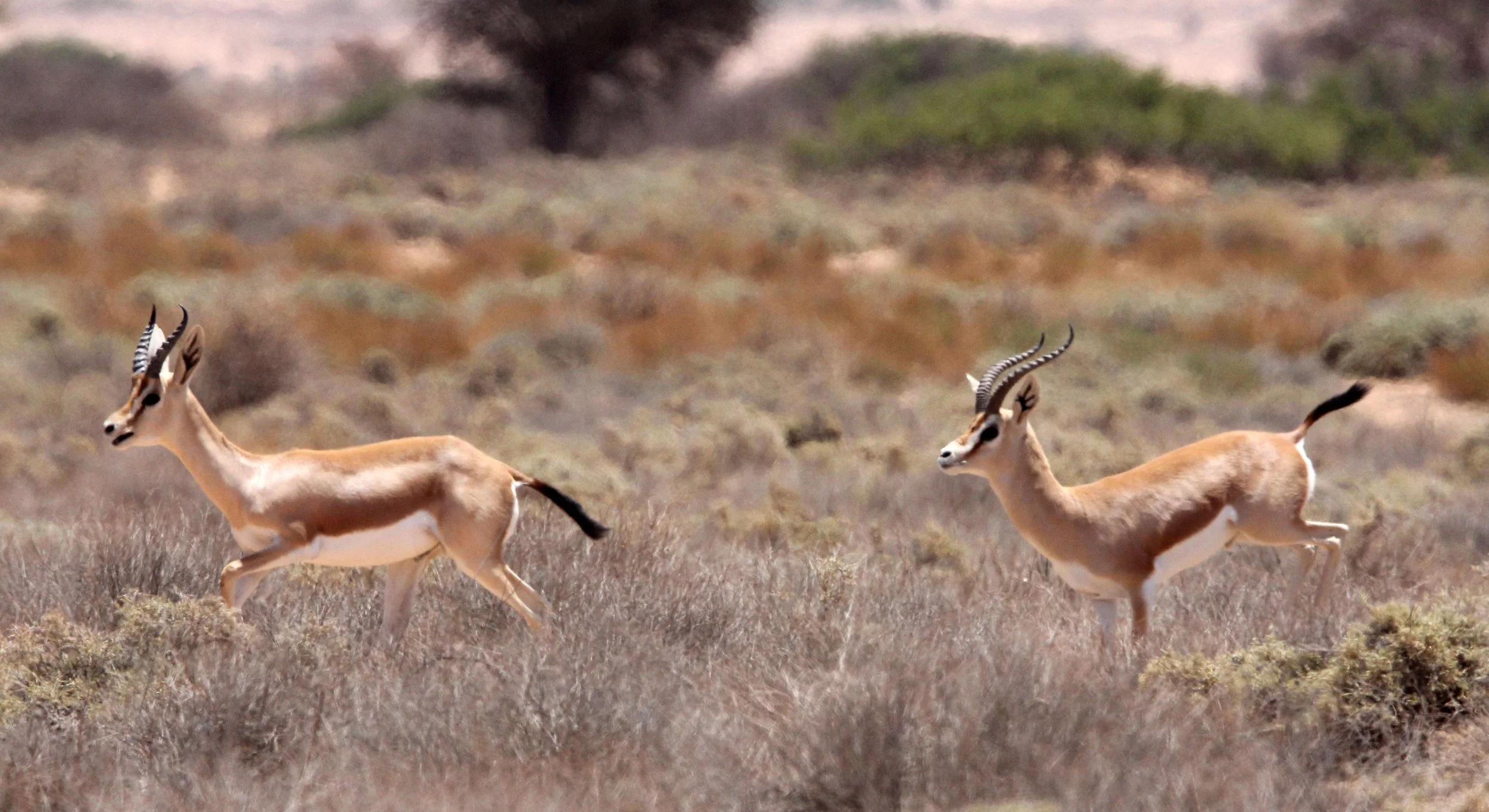 GAZELLE - SAHARAN DORCAS GAZELLE - Gazella dorcas osiris - HADJ NATIONAL NATURE RESERVE TUNISIA (10).JPG