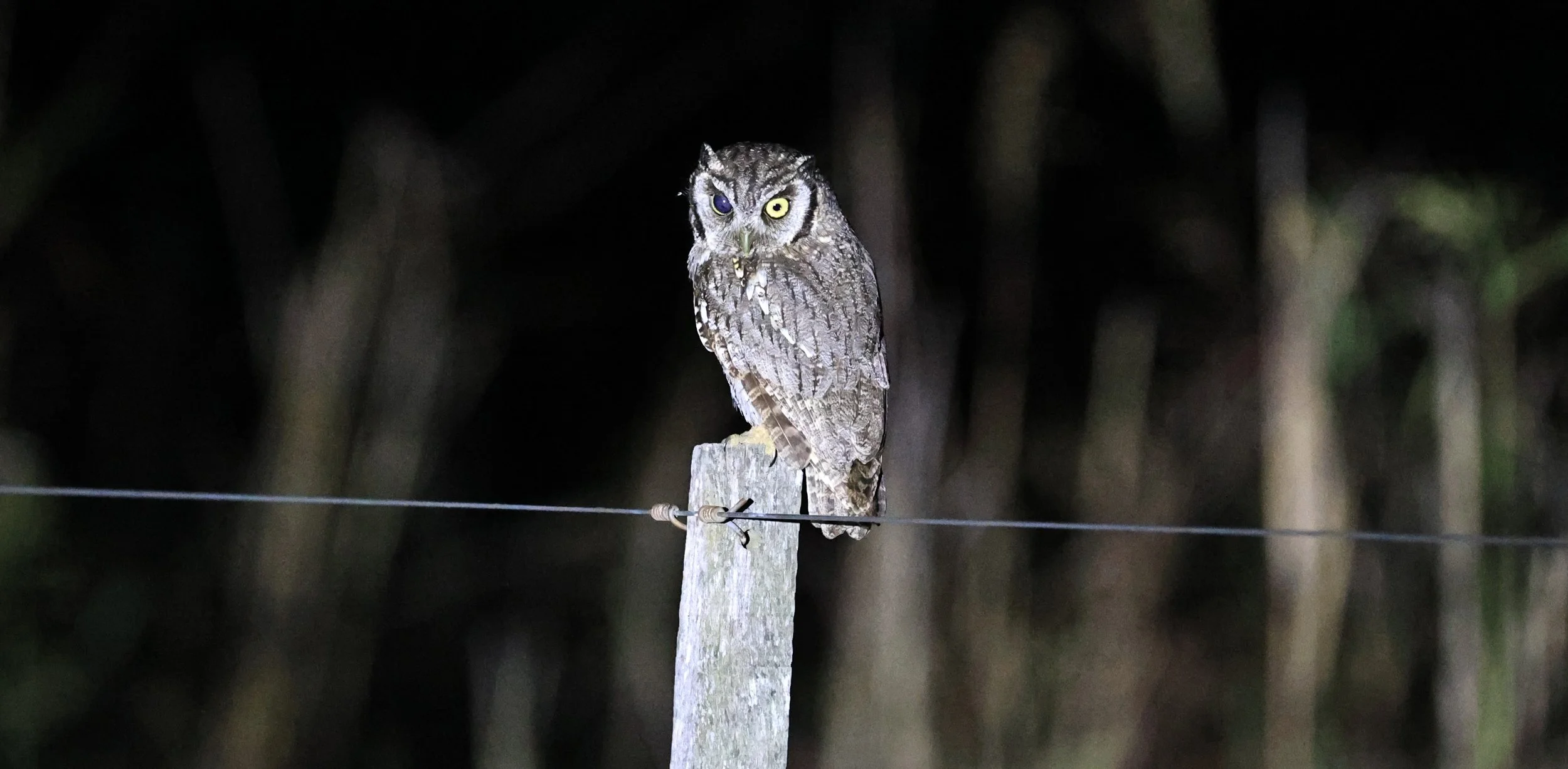 Tropical Screech-Owl (Megascops choliba) Hotel Campestre Iparoma Paraguay (6).jpg