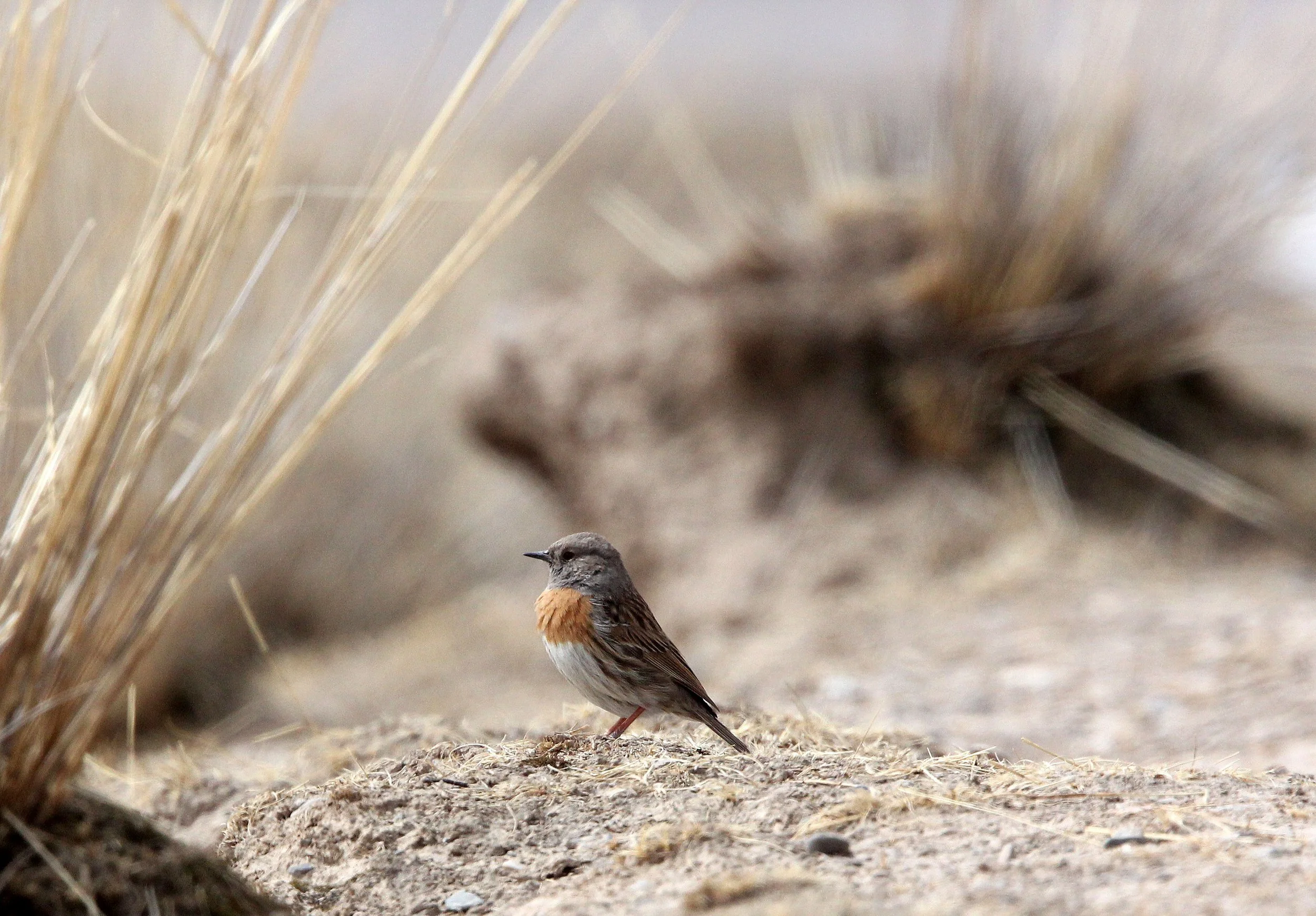 Robin Accentor (Prunella rubeculoides) Qinghai Lake China (7).JPG