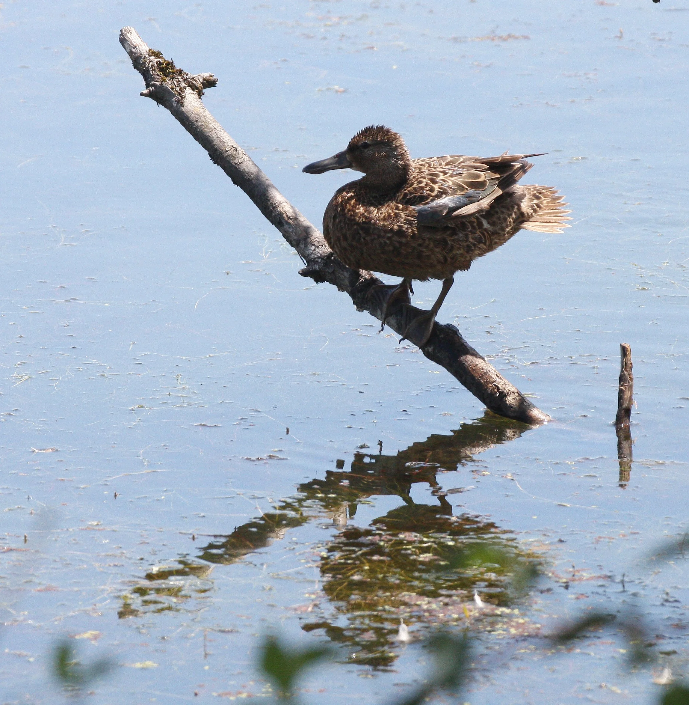 TEAL - BLUE-WINGED TEAL - Anas discors - FEMALE  - RIDGEFIELD NWR WA (5).JPG