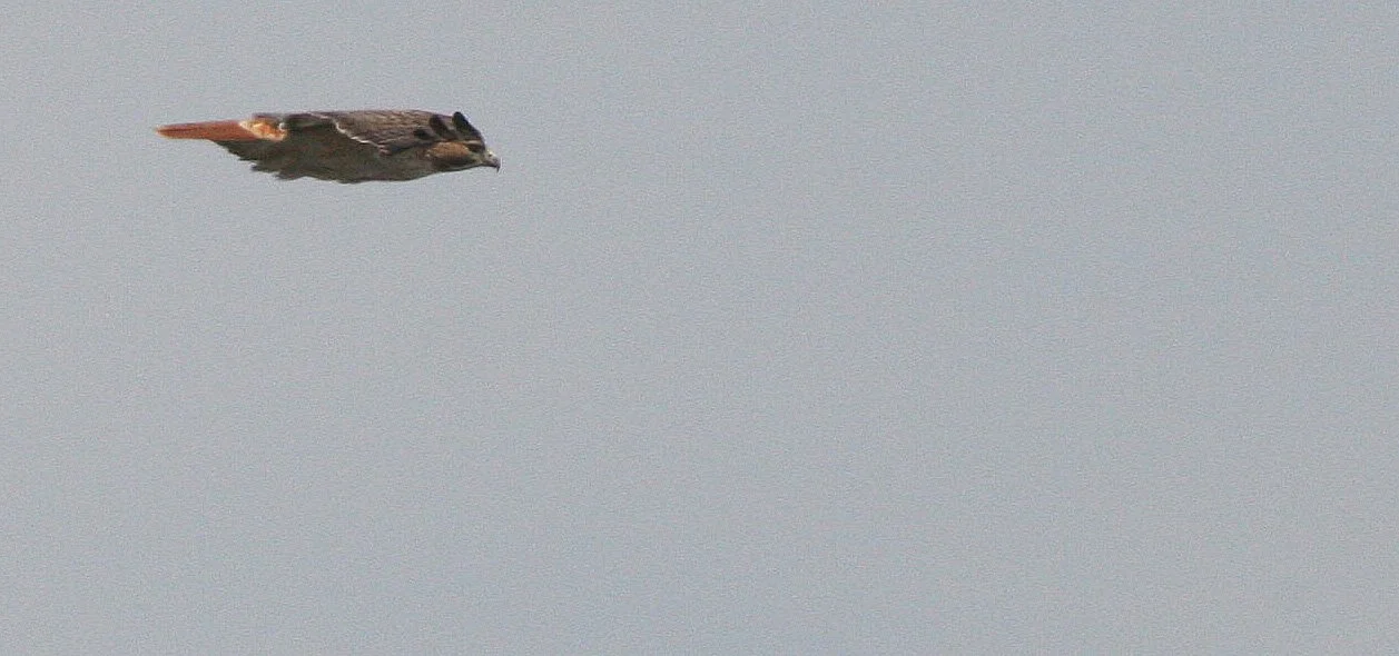 Buteo jamaicensis - RED-TAILED HAWK - SPRINGBROOK PRAIRIE ILLINOIS.JPG