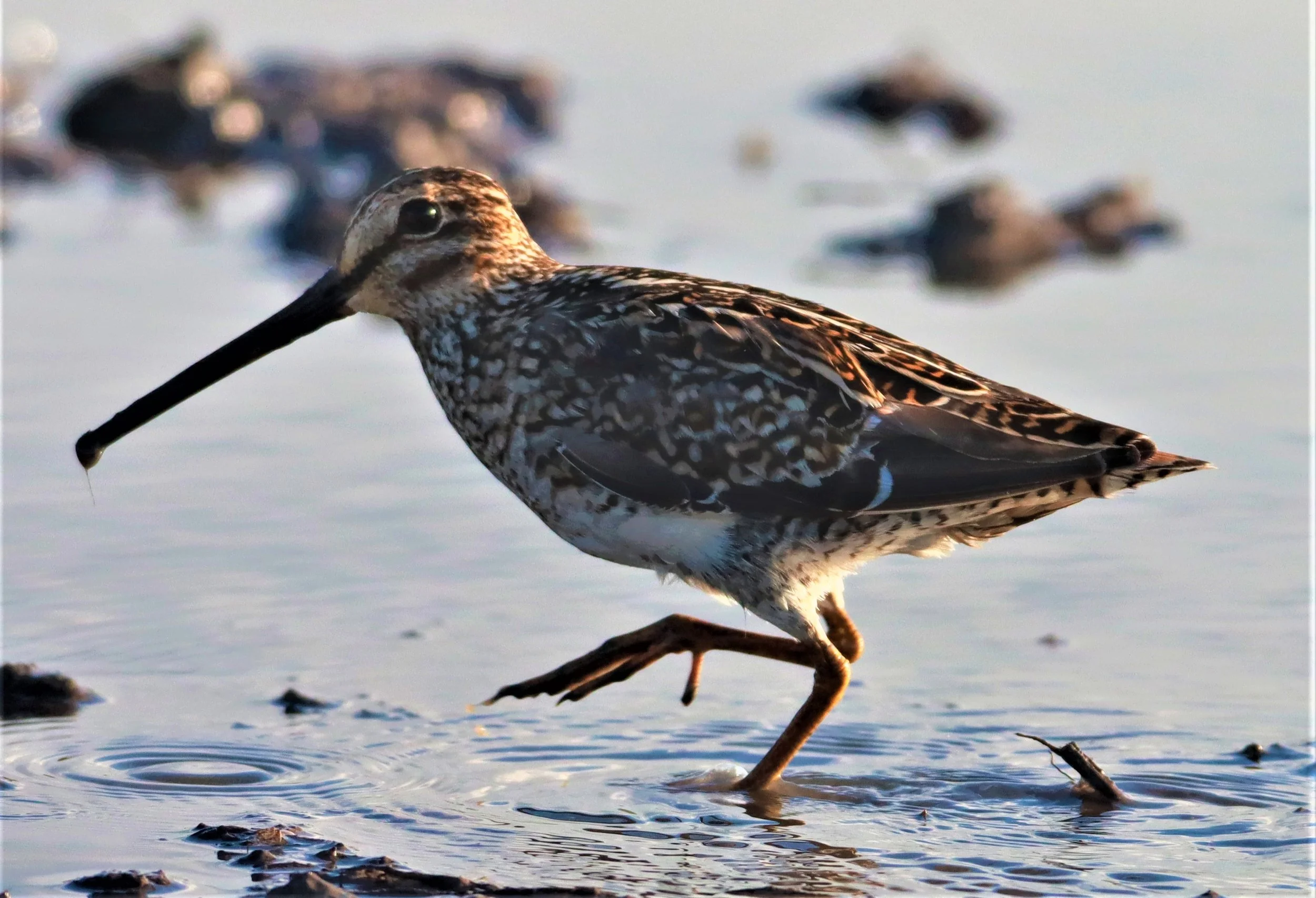 SNIPE - PINTAIL SNIPE - Gallinago stenura - PATHUM THANI RICE RESEARCH CENTER AUGUST 24 2021 (259).jpg
