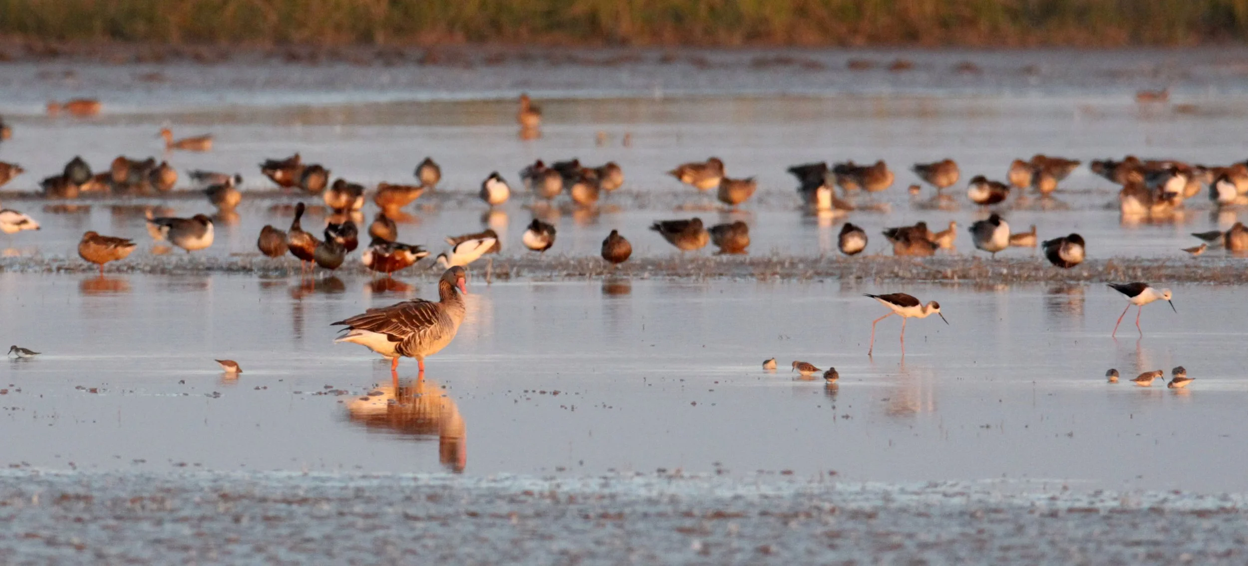 BIRD - MIXED FLOCK - BLACK-TAILED GODWIT, NORTHERN PINTAIL,  NORTHERN SHOVELER, GREENSHANKS - LITTLE RANN OF KUTCH GUJARAT INDIA (11).JPG