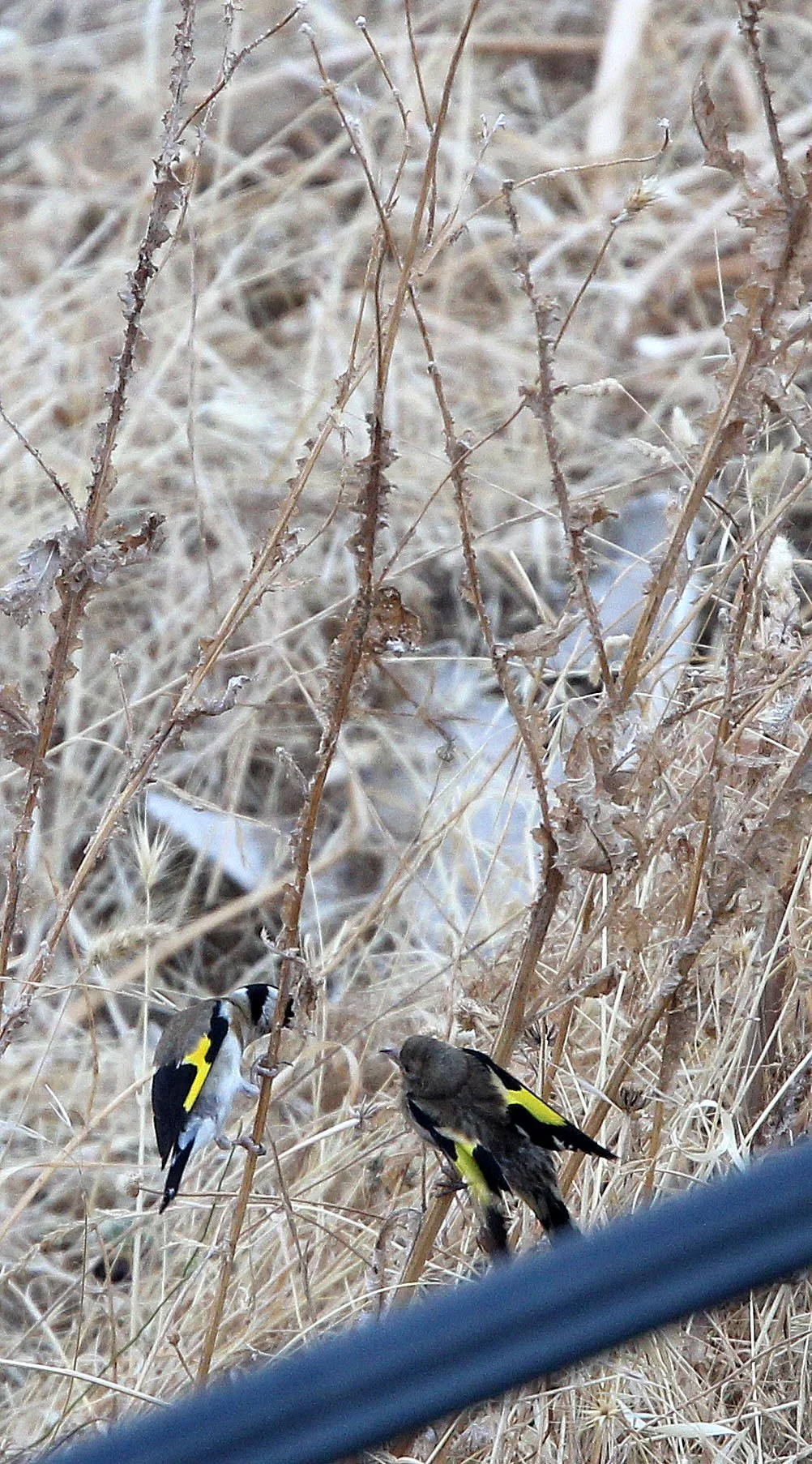 European Goldfinch (Carduelis carduelis) Soria & Andujar Spain (2).JPG