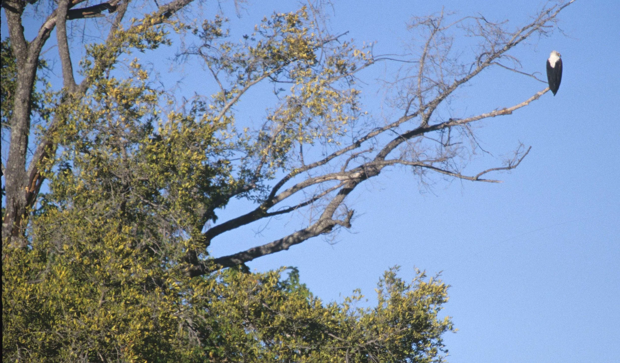 Haliaeetus vocifer - AFRICAN FISH EAGLE - OKAVANGO BOTSWANA.jpg