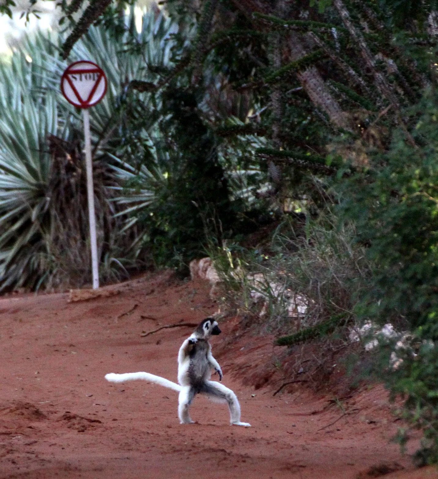 INDRIIDAE - Propithecus verreauxi - VERREAUX'S SIFAKA - BERENTY RESERVE MADAGASCAR (36).JPG