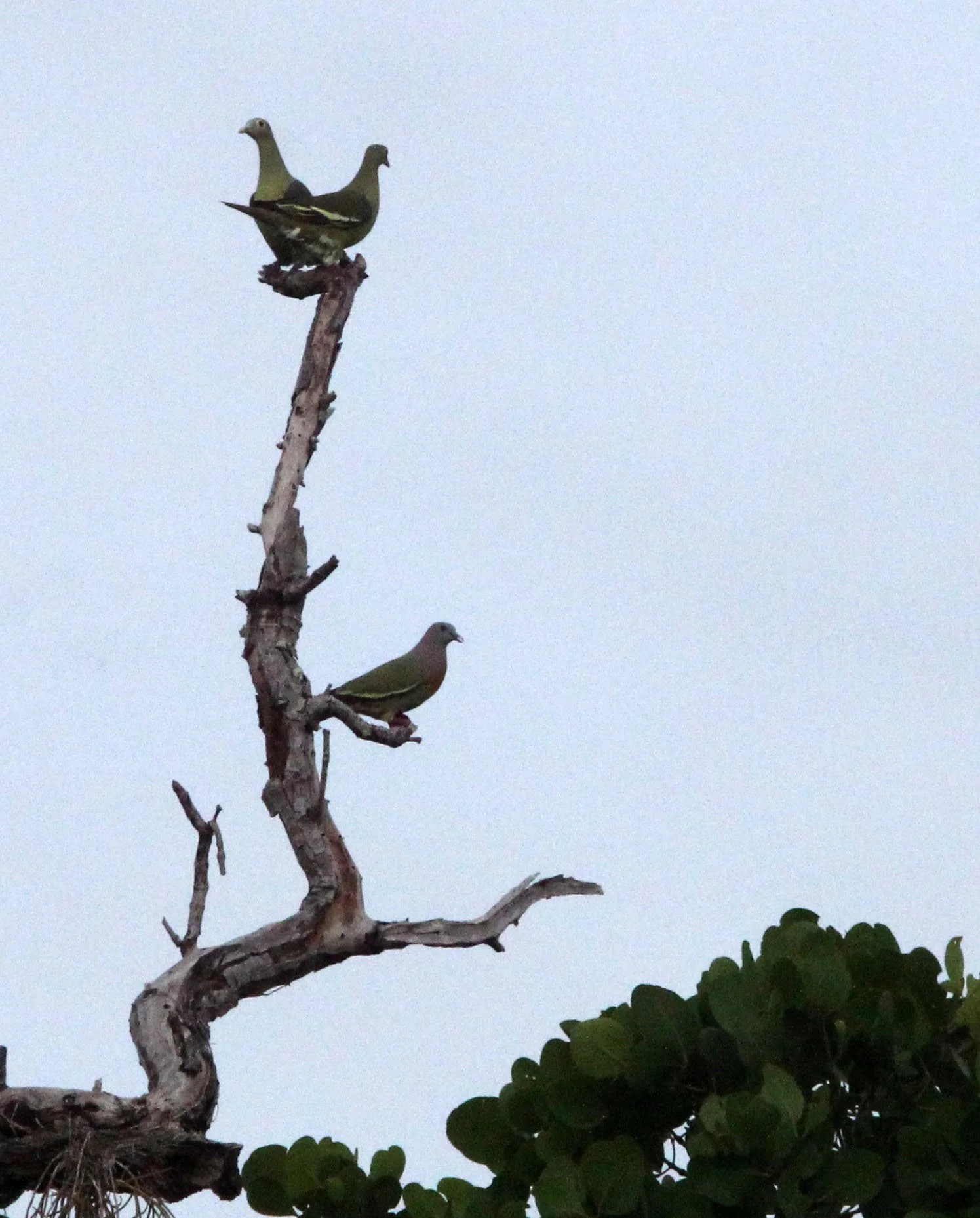 Pink-necked green pigeon (Treron vernans) Tangkoko NP Sulawesi Indonesia (4).JPG